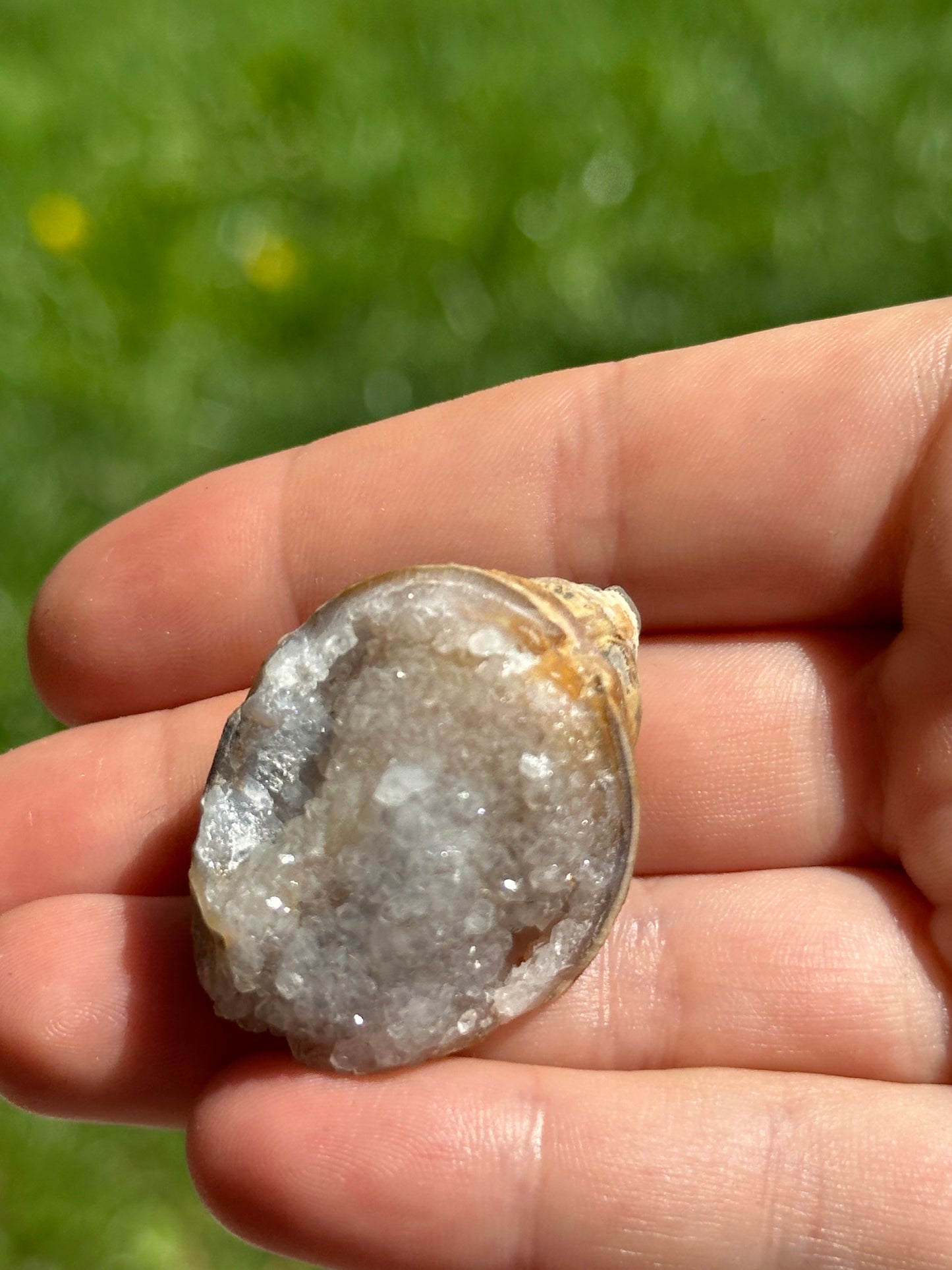 Crystallized shell | India