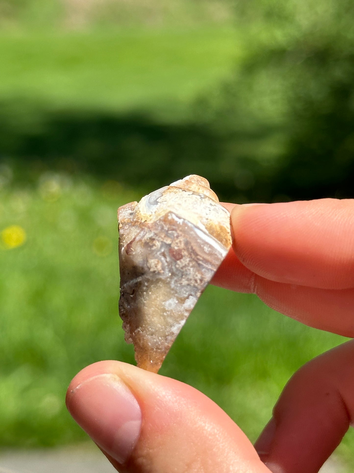 Crystallized shell | India