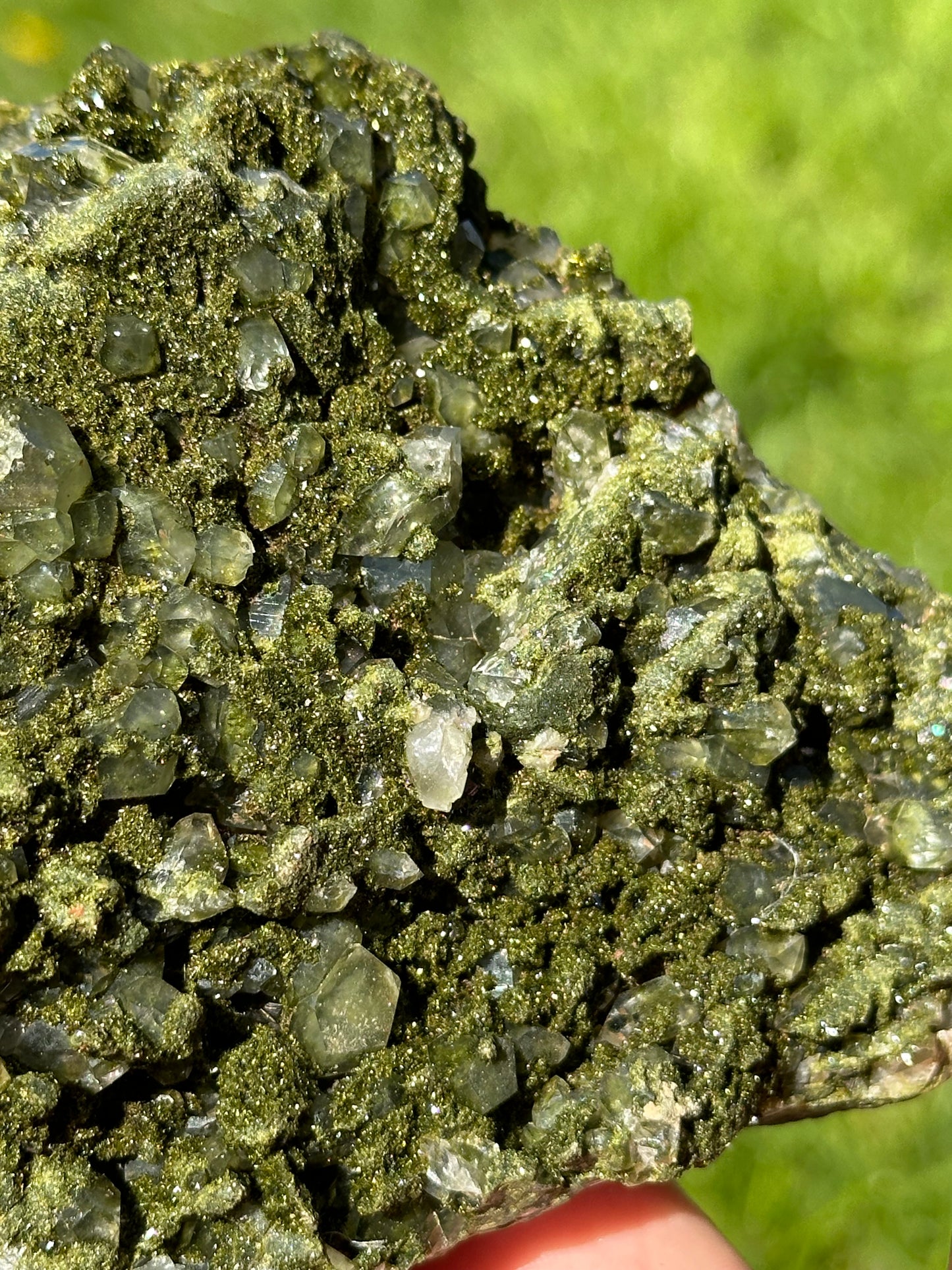 Forest epidote