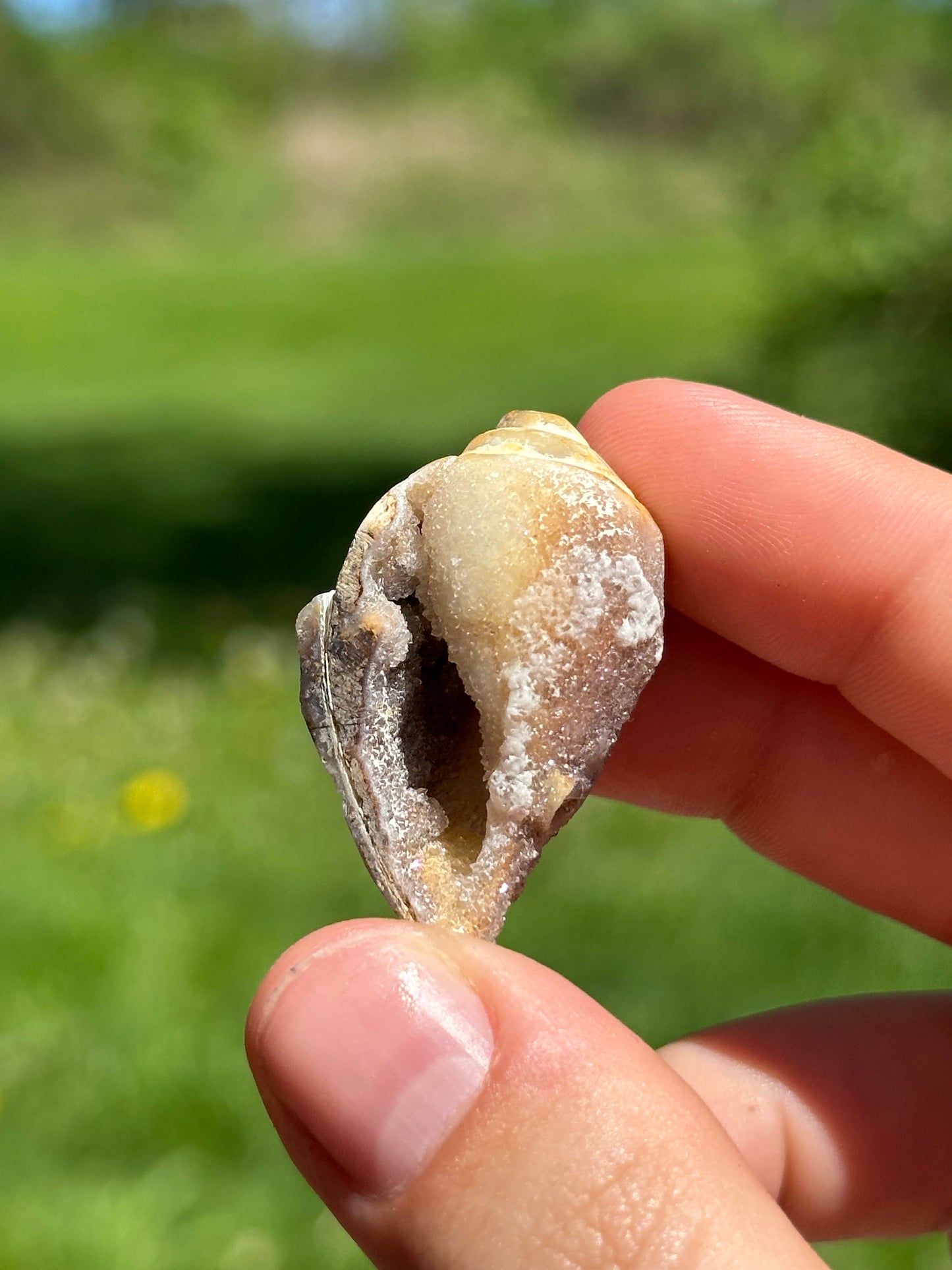 Crystallized shell | India