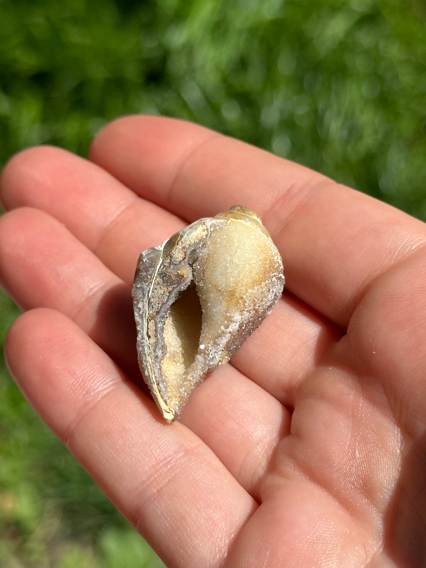 Crystallized shell | India