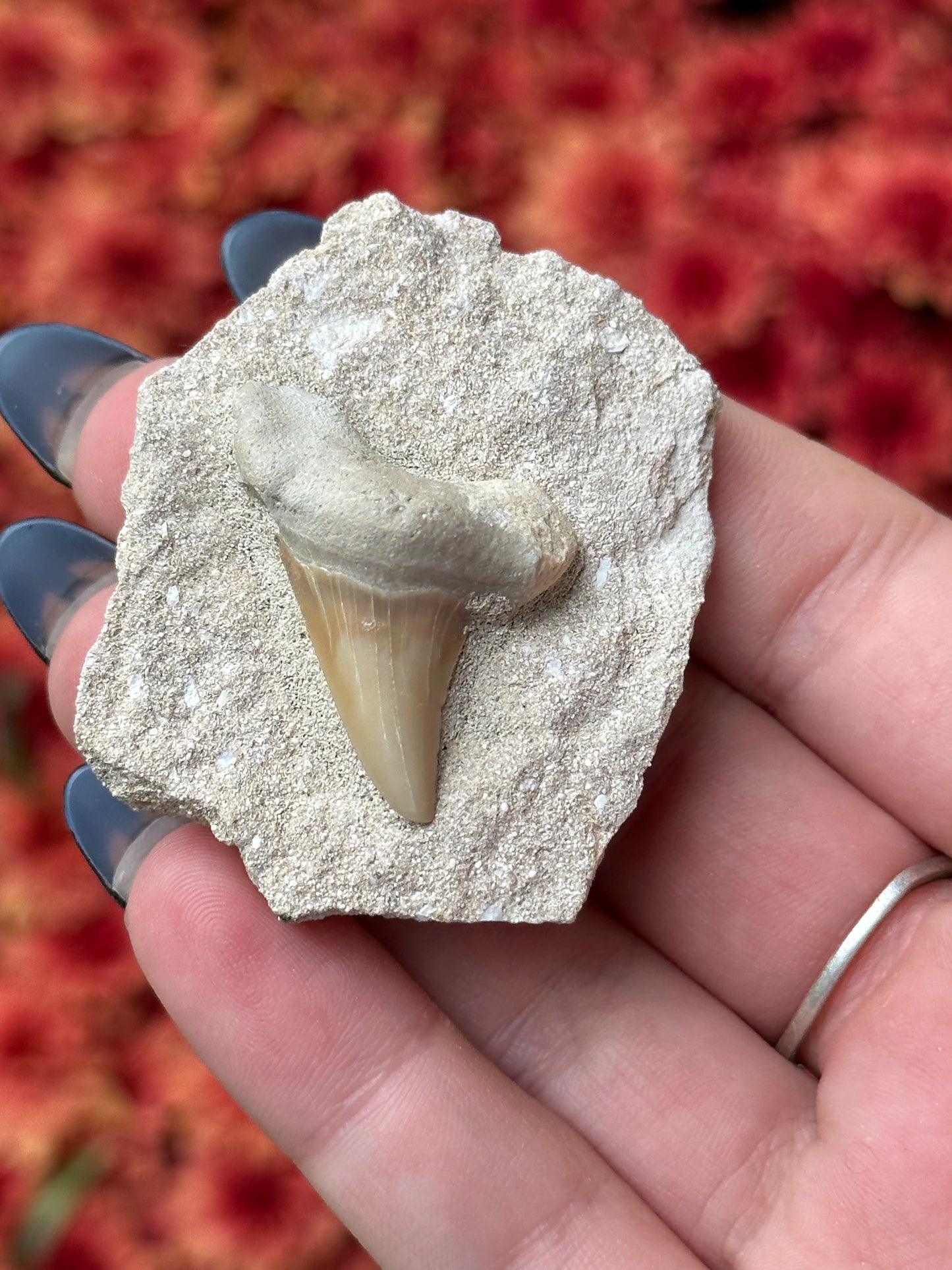 Shark Tooth