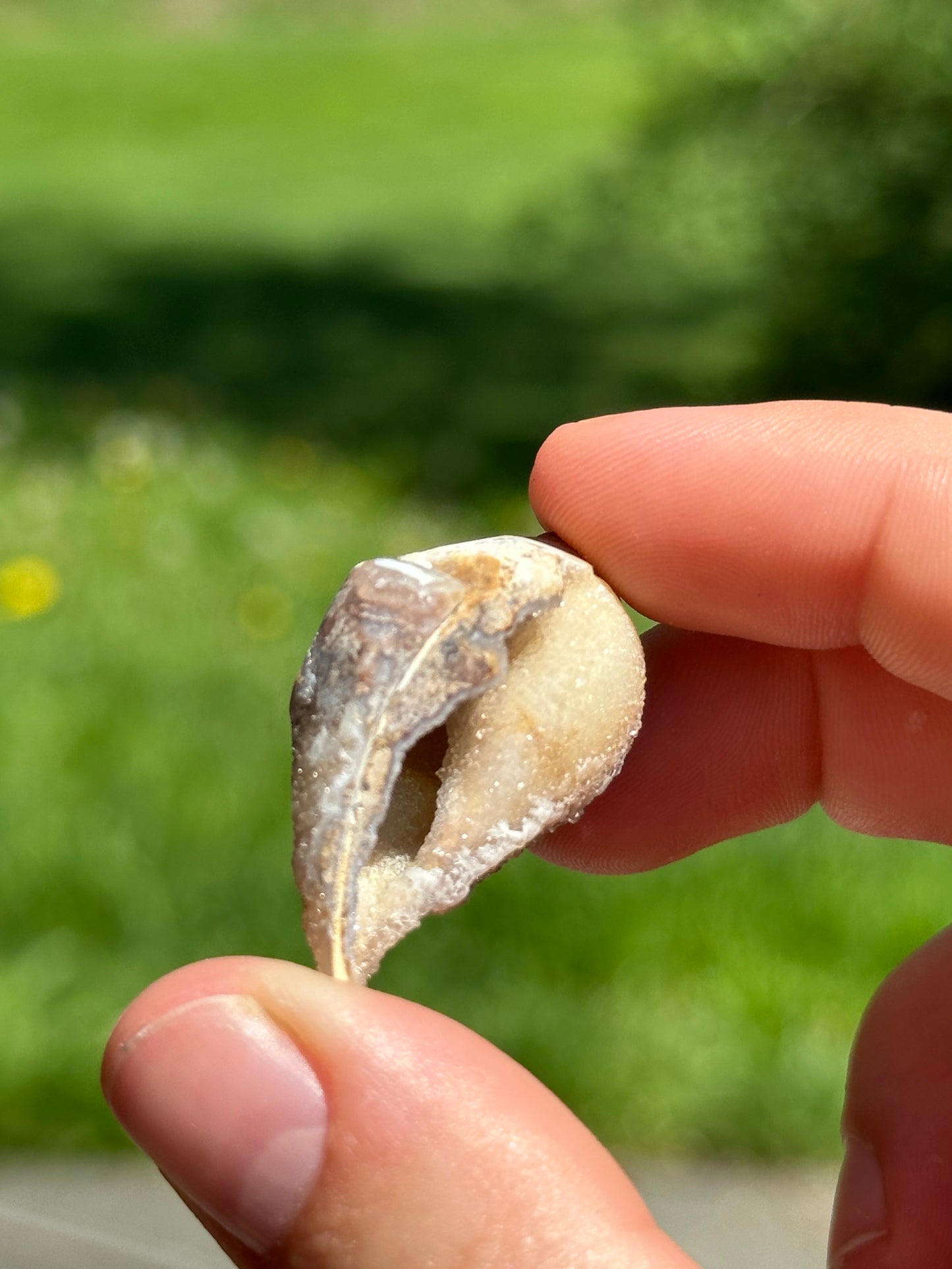 Crystallized shell | India