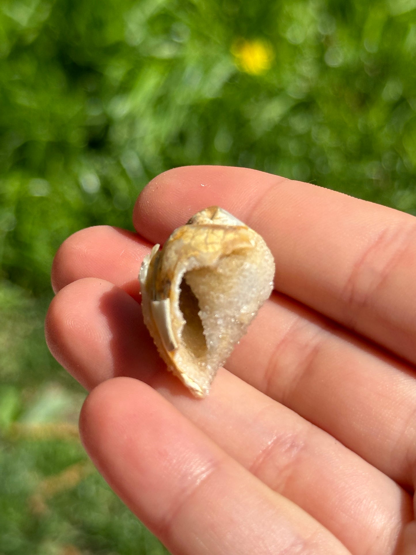 Crystallized shell | India