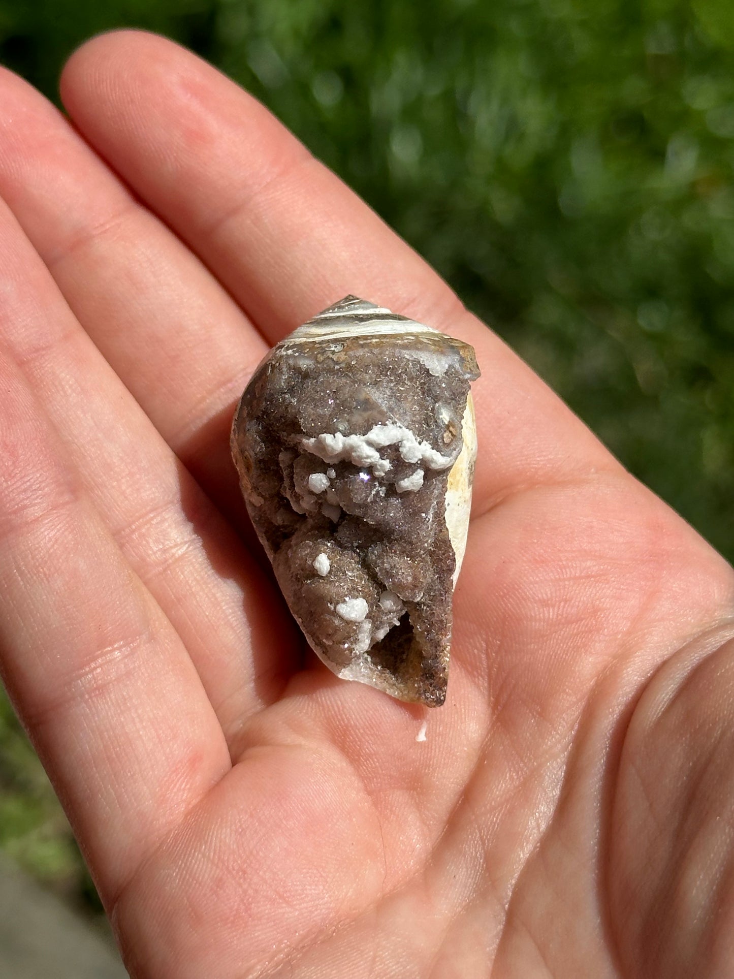 Crystallized shell | India