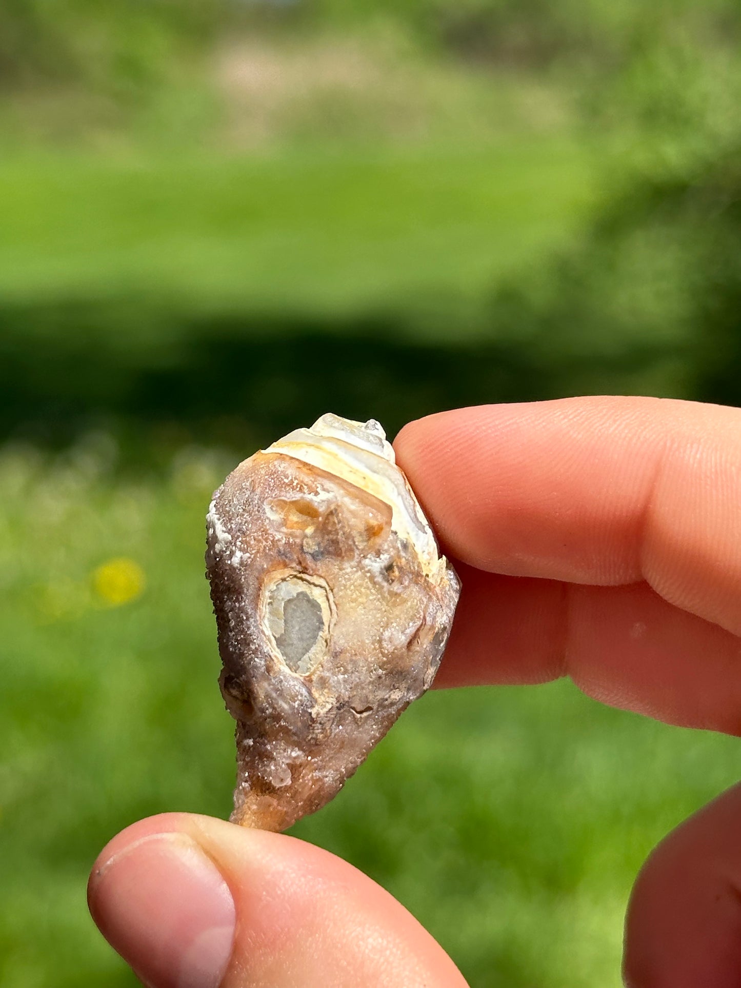 Crystallized shell | India