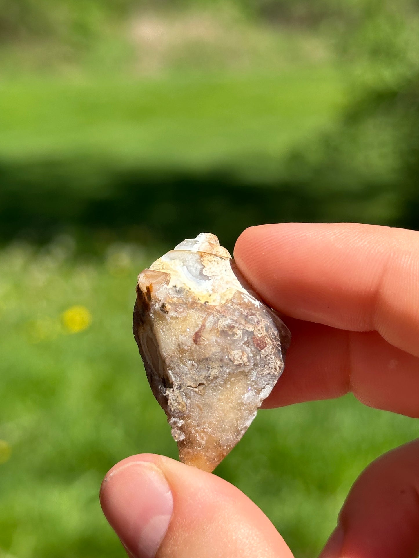 Crystallized shell | India