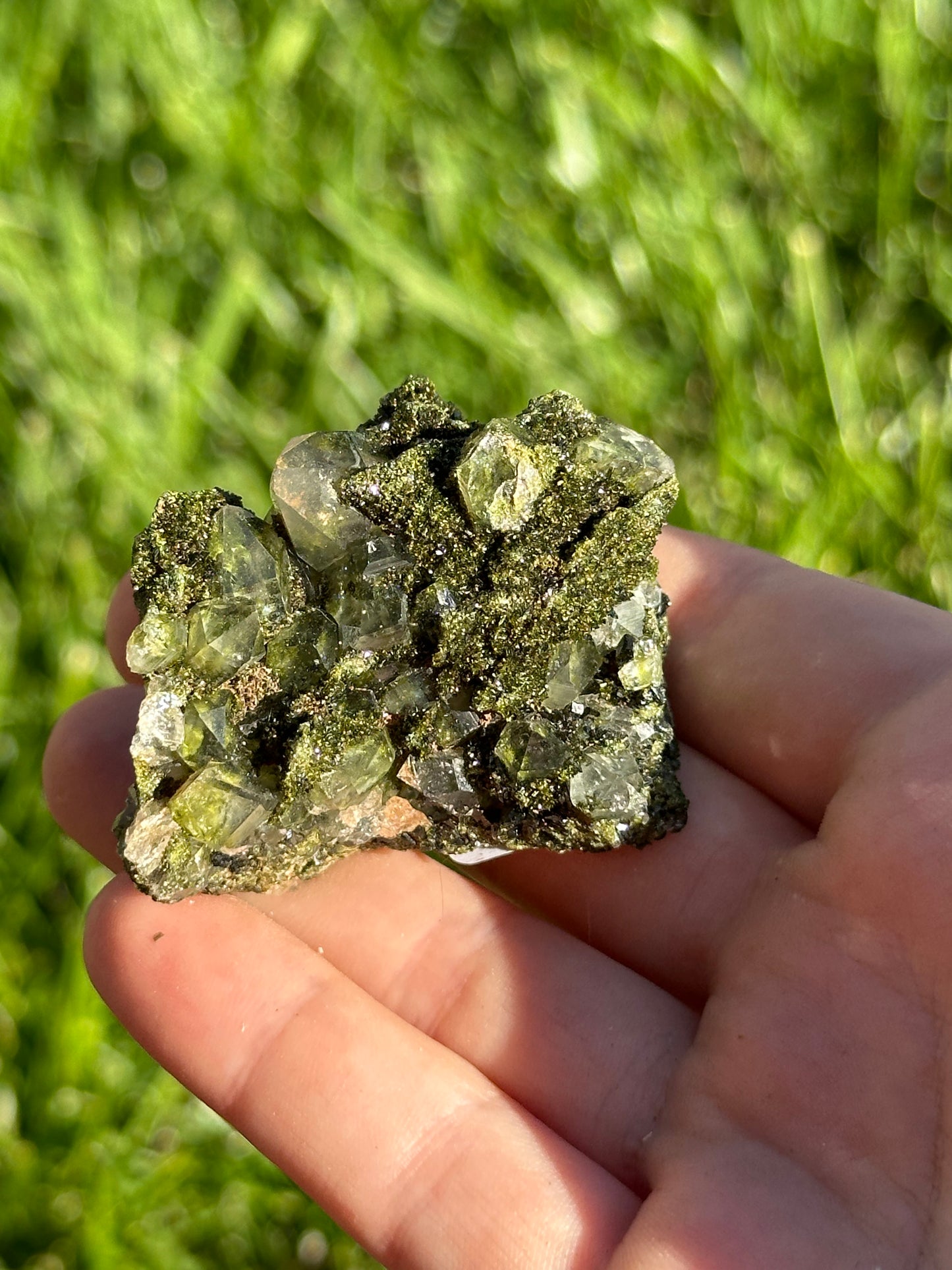 Forest epidote