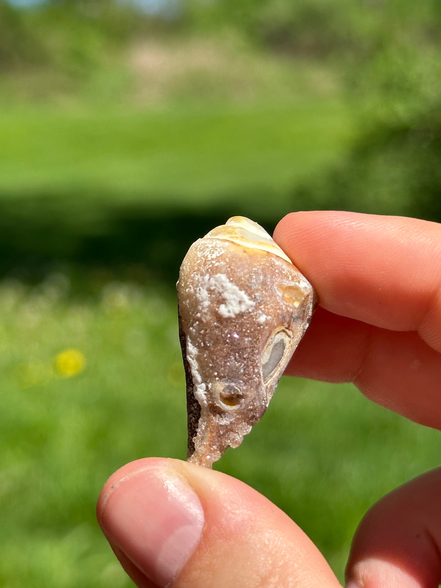 Crystallized shell | India