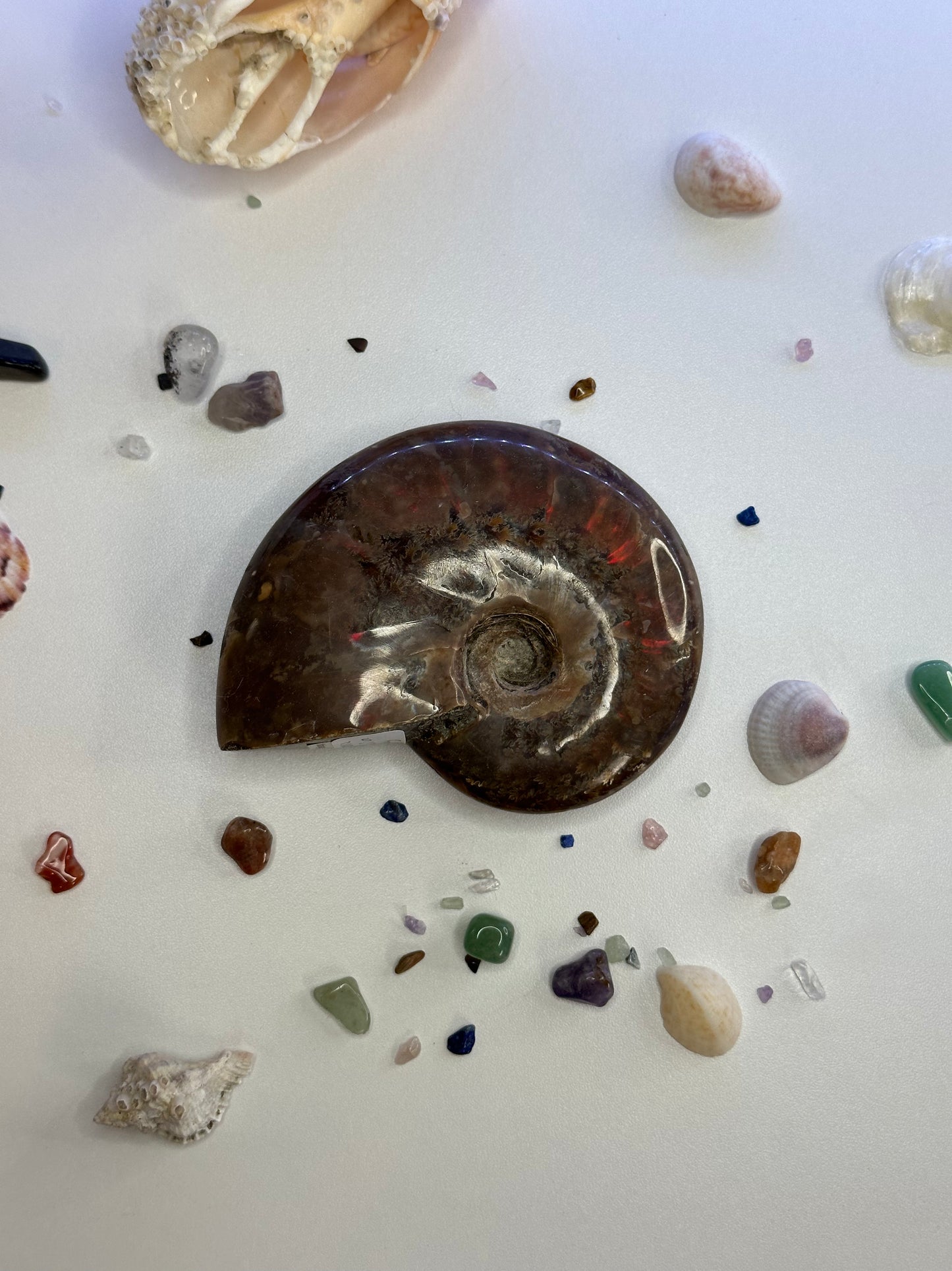 Ammonite Fossil