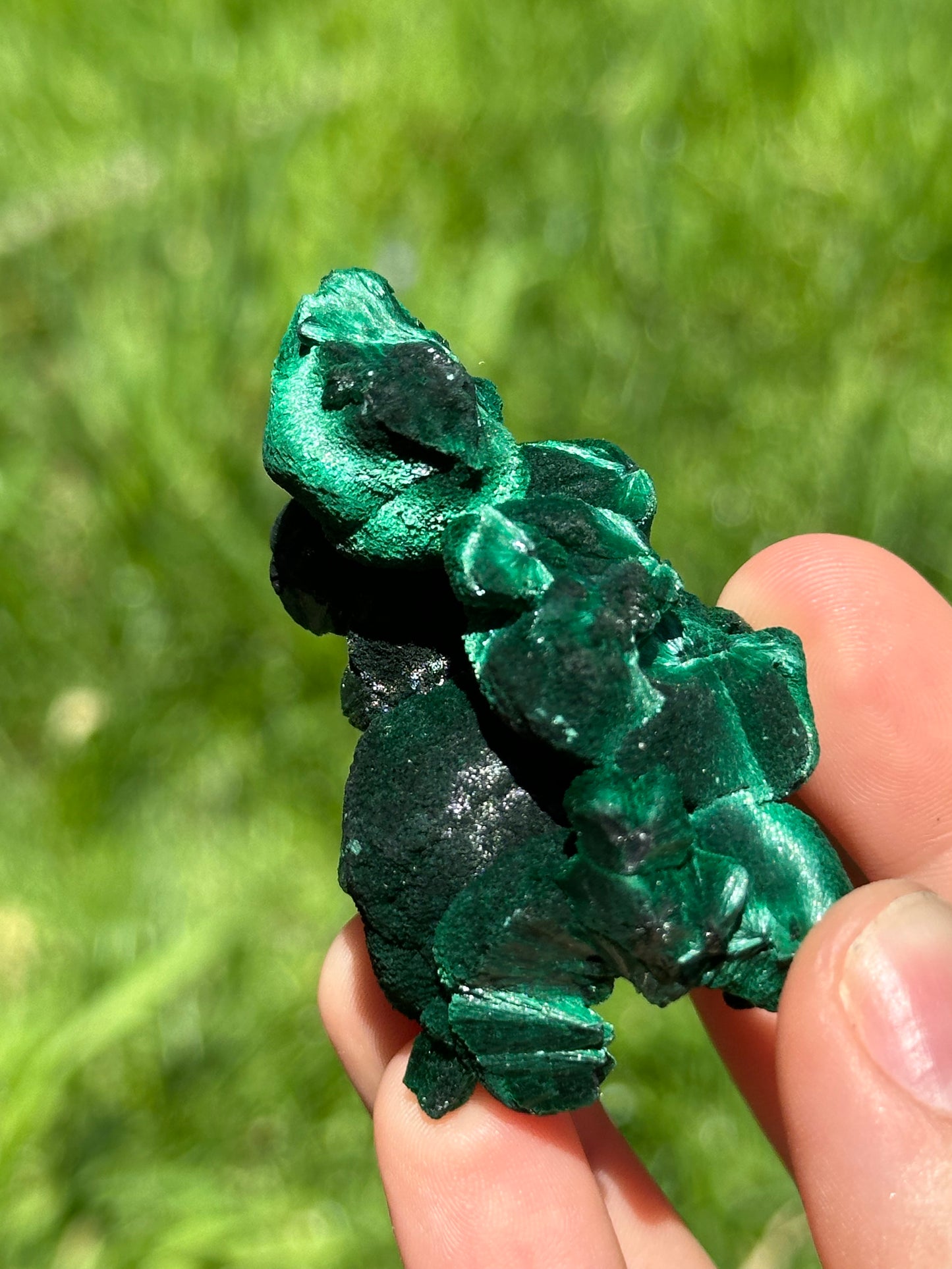 Velvet malachite