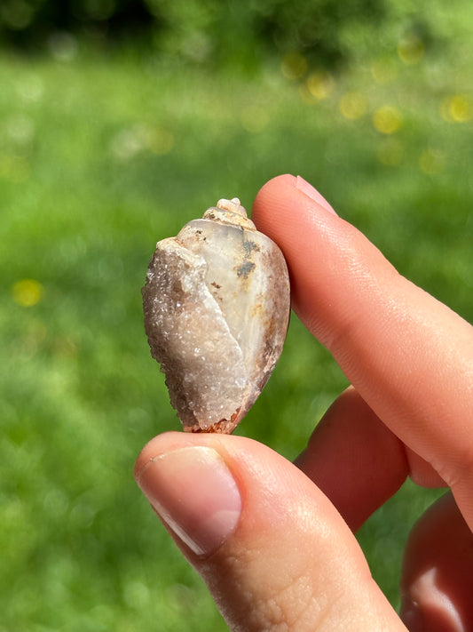 Crystallized shell | India