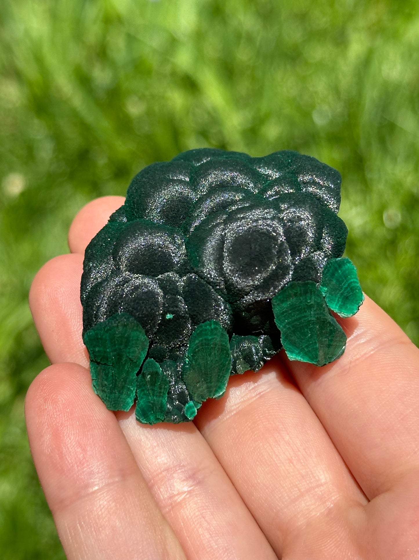 Velvet malachite