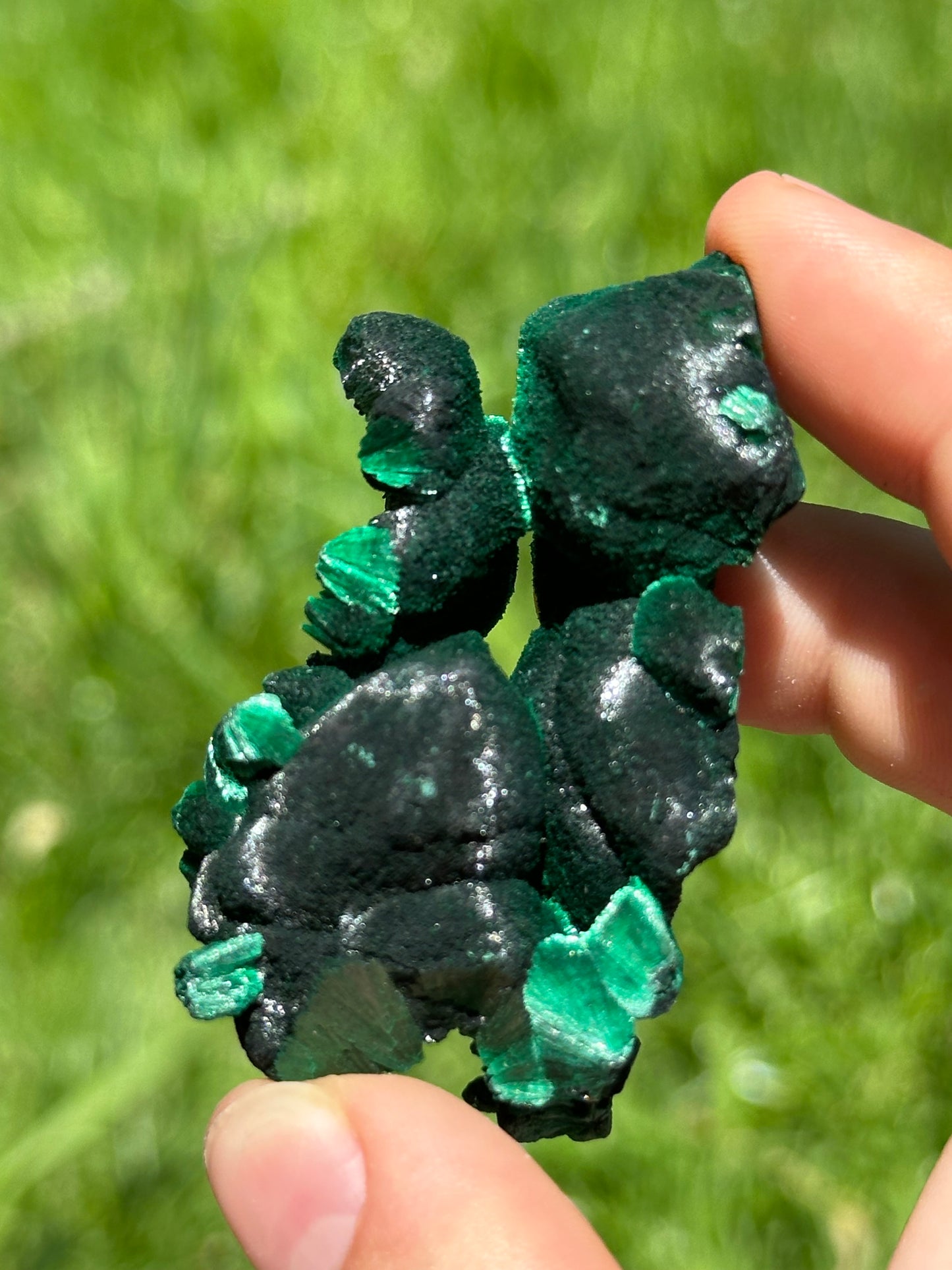 Velvet malachite