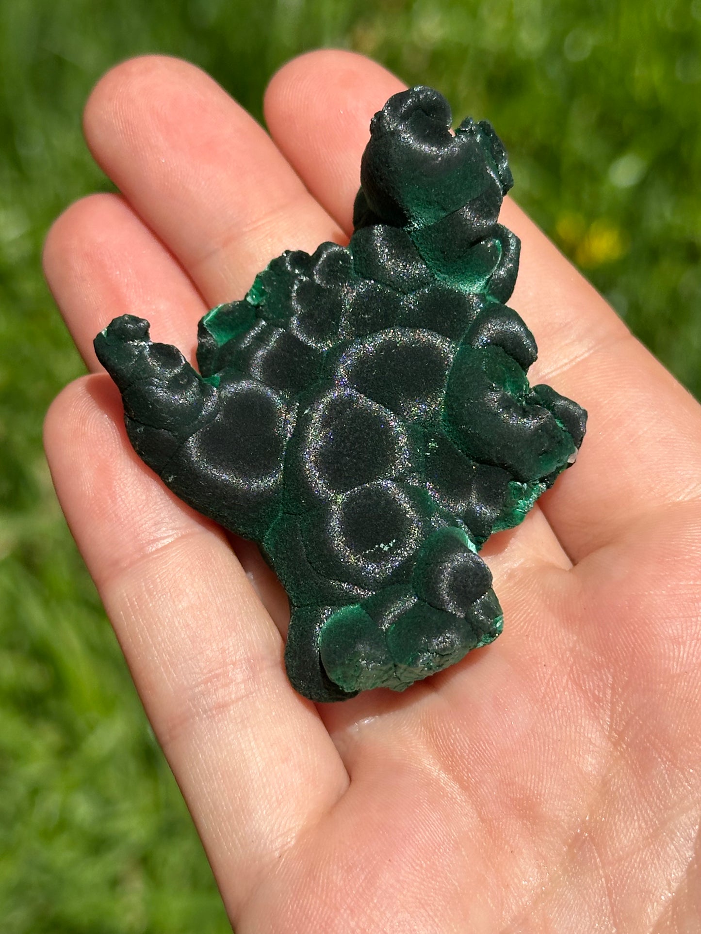 Velvet malachite