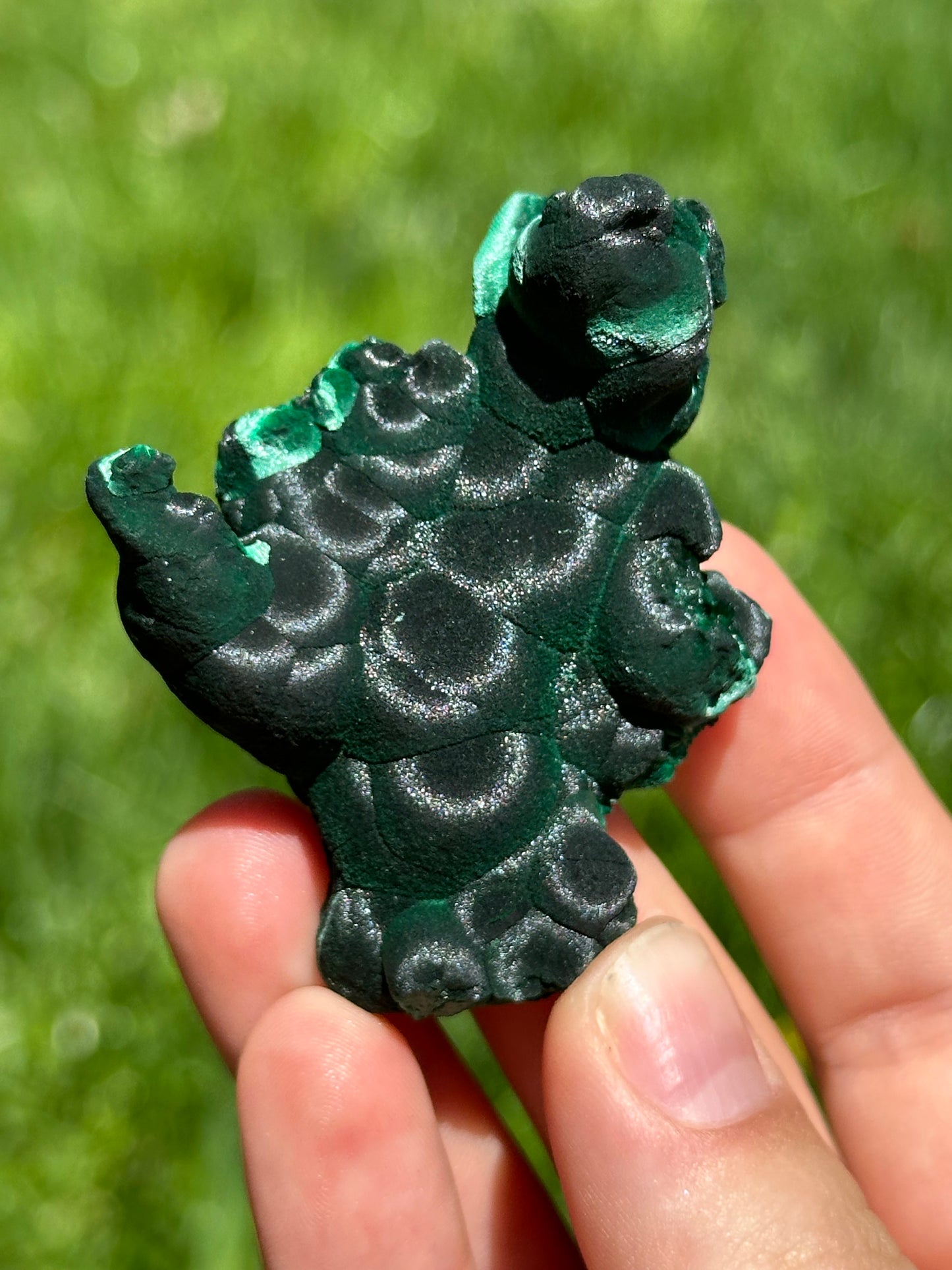 Velvet malachite