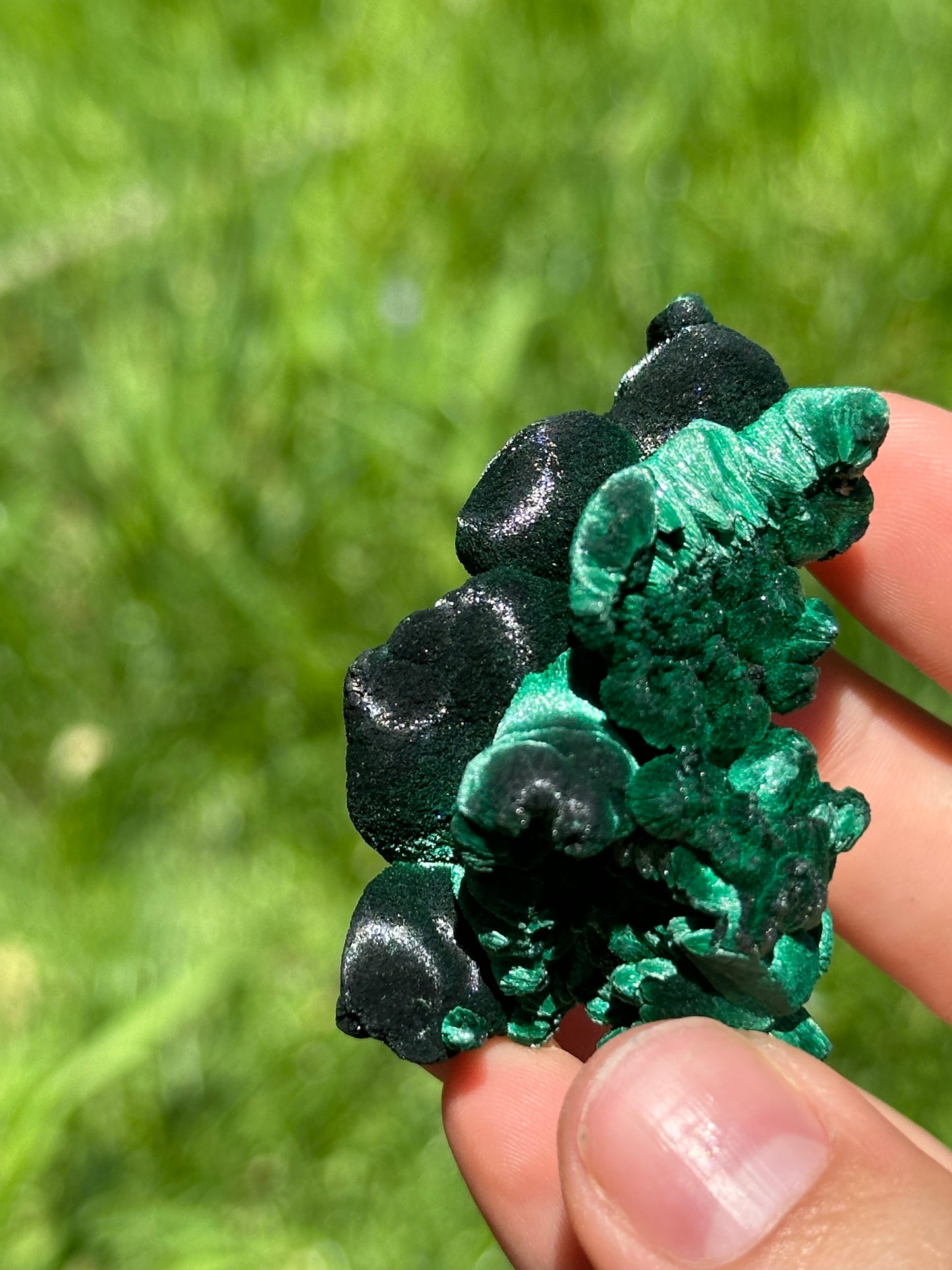 Velvet malachite