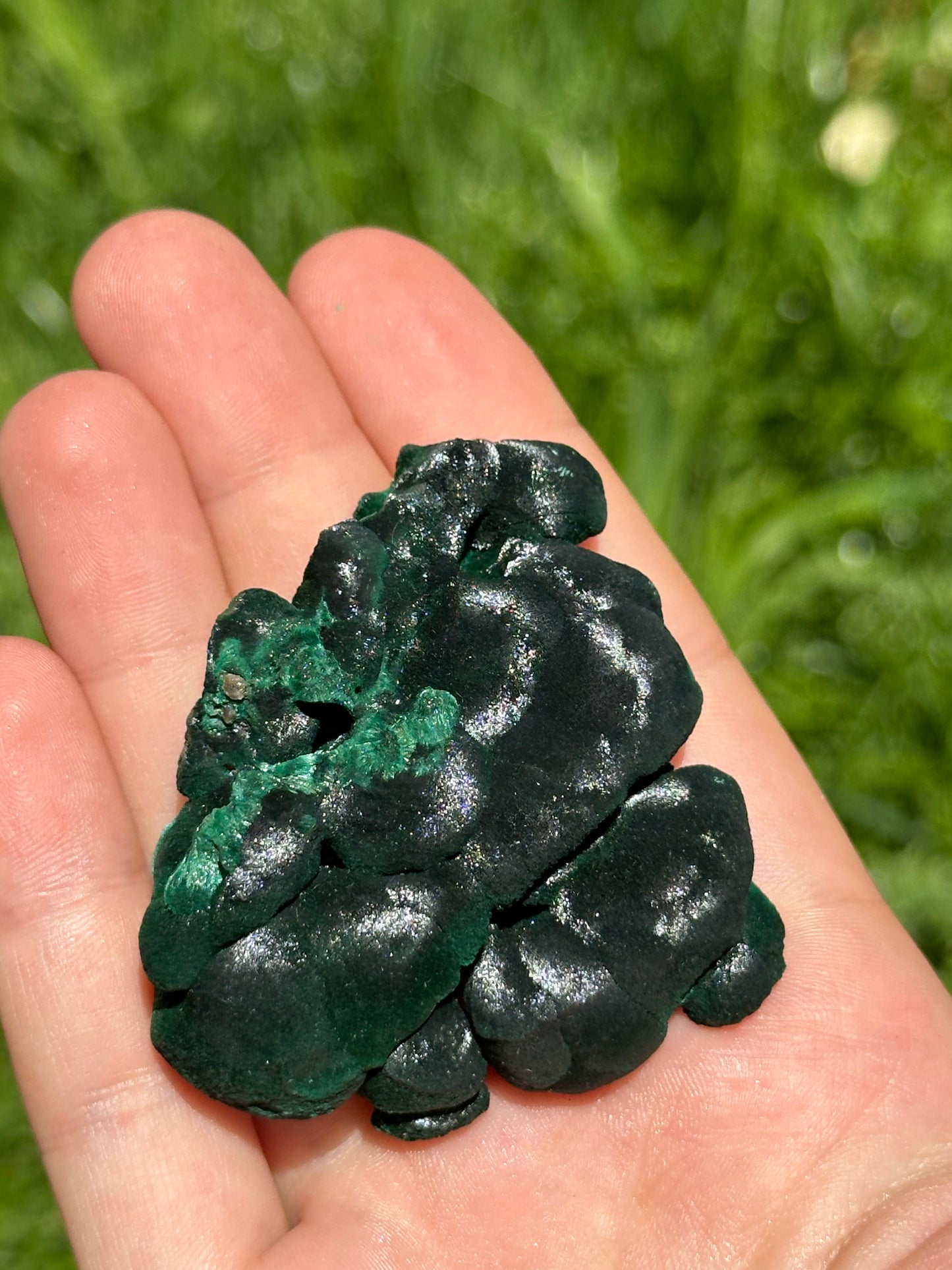 Velvet malachite