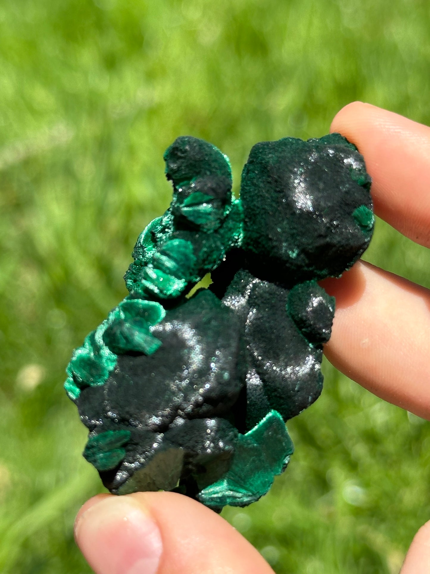 Velvet malachite