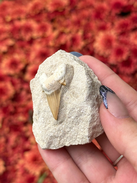 Shark Tooth