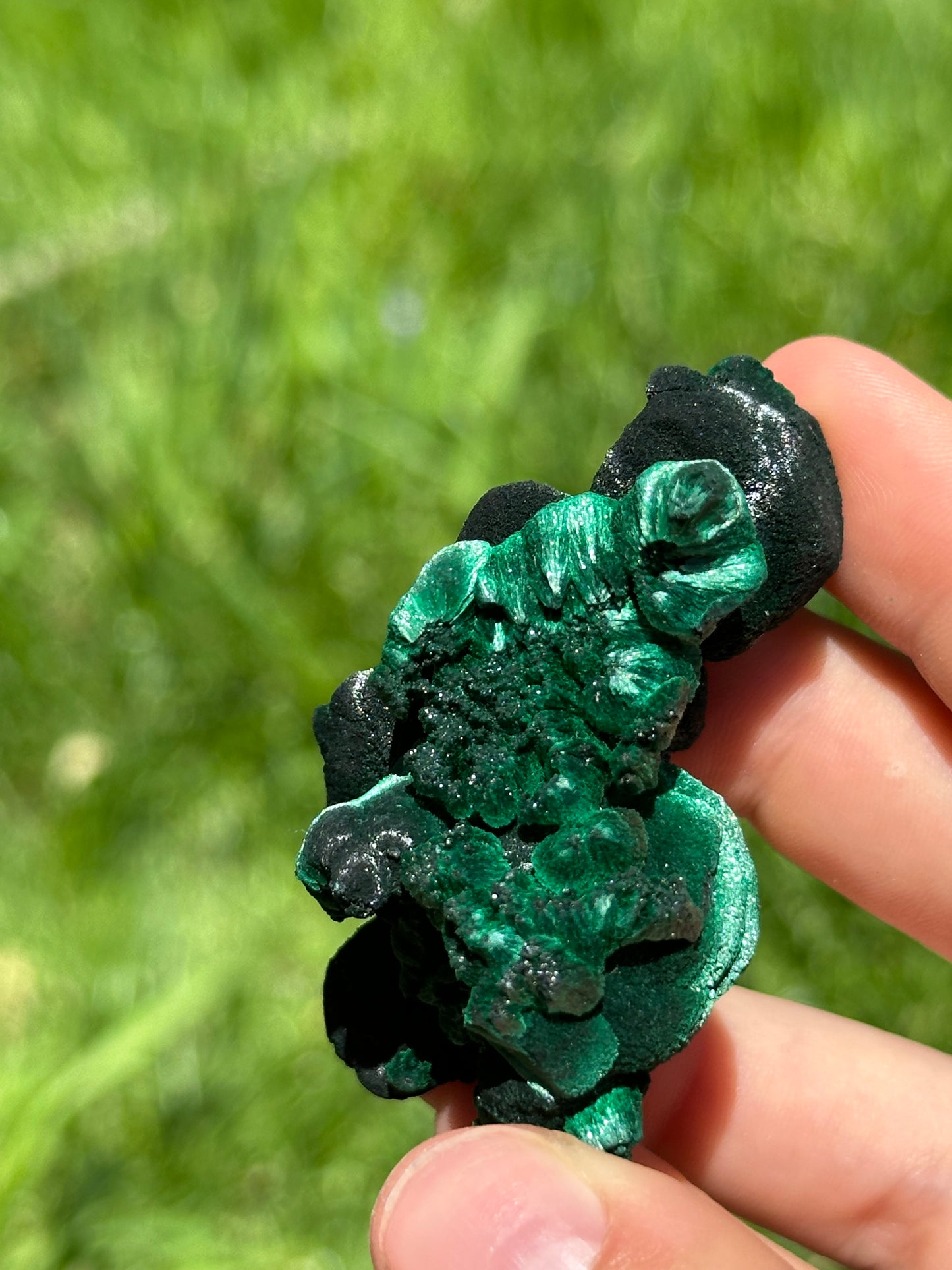 Velvet malachite