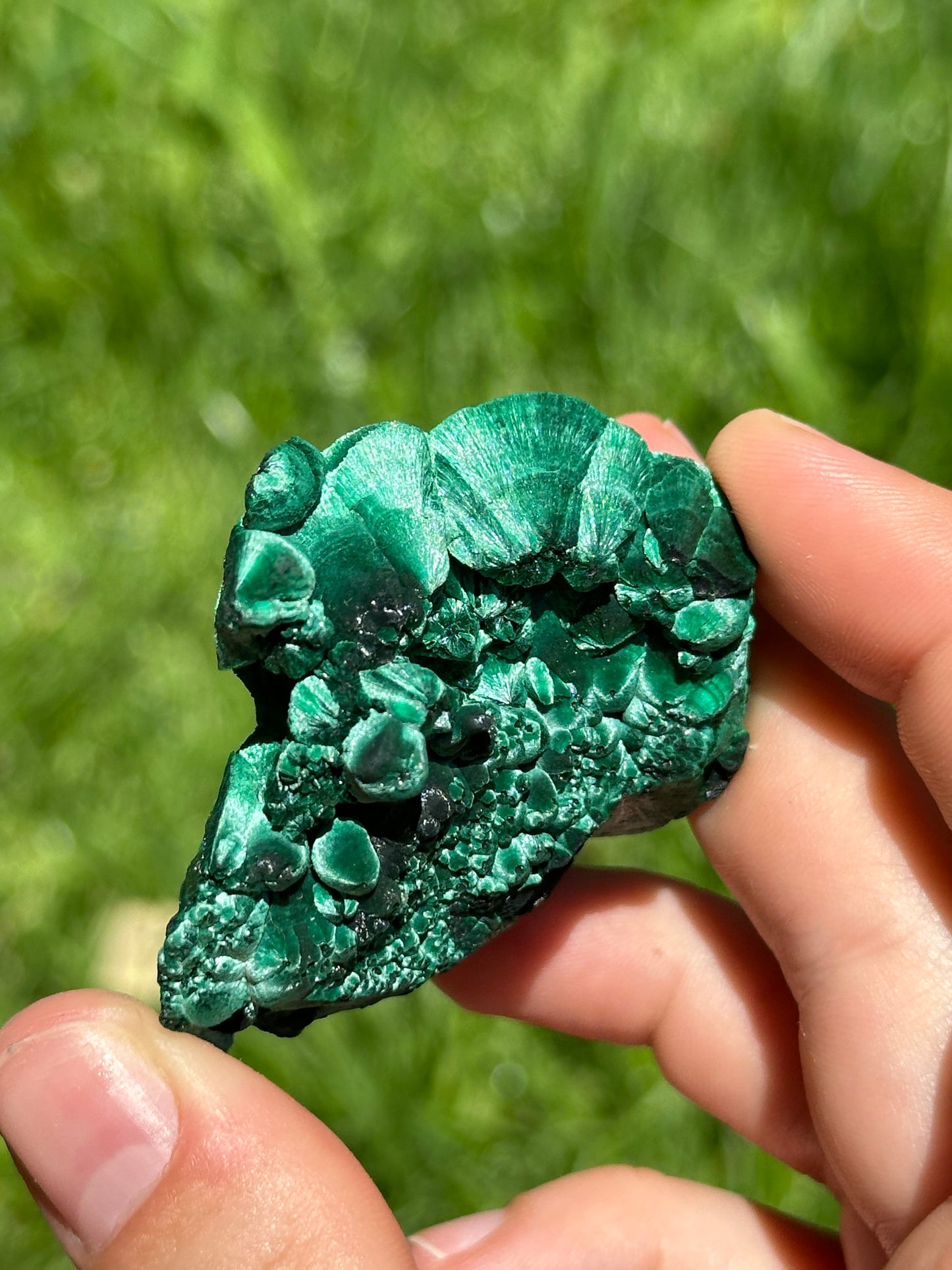 Velvet malachite