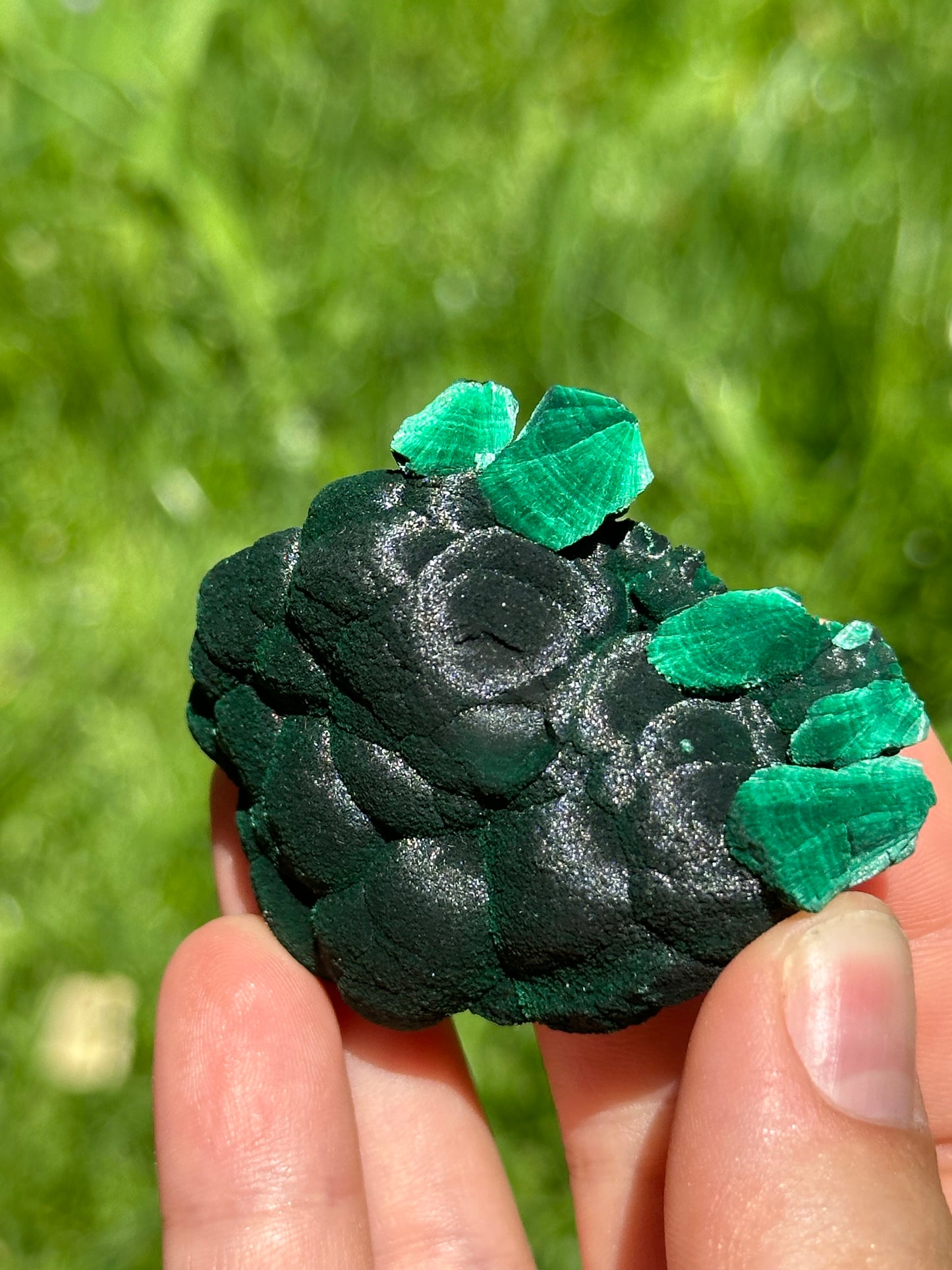 Velvet malachite