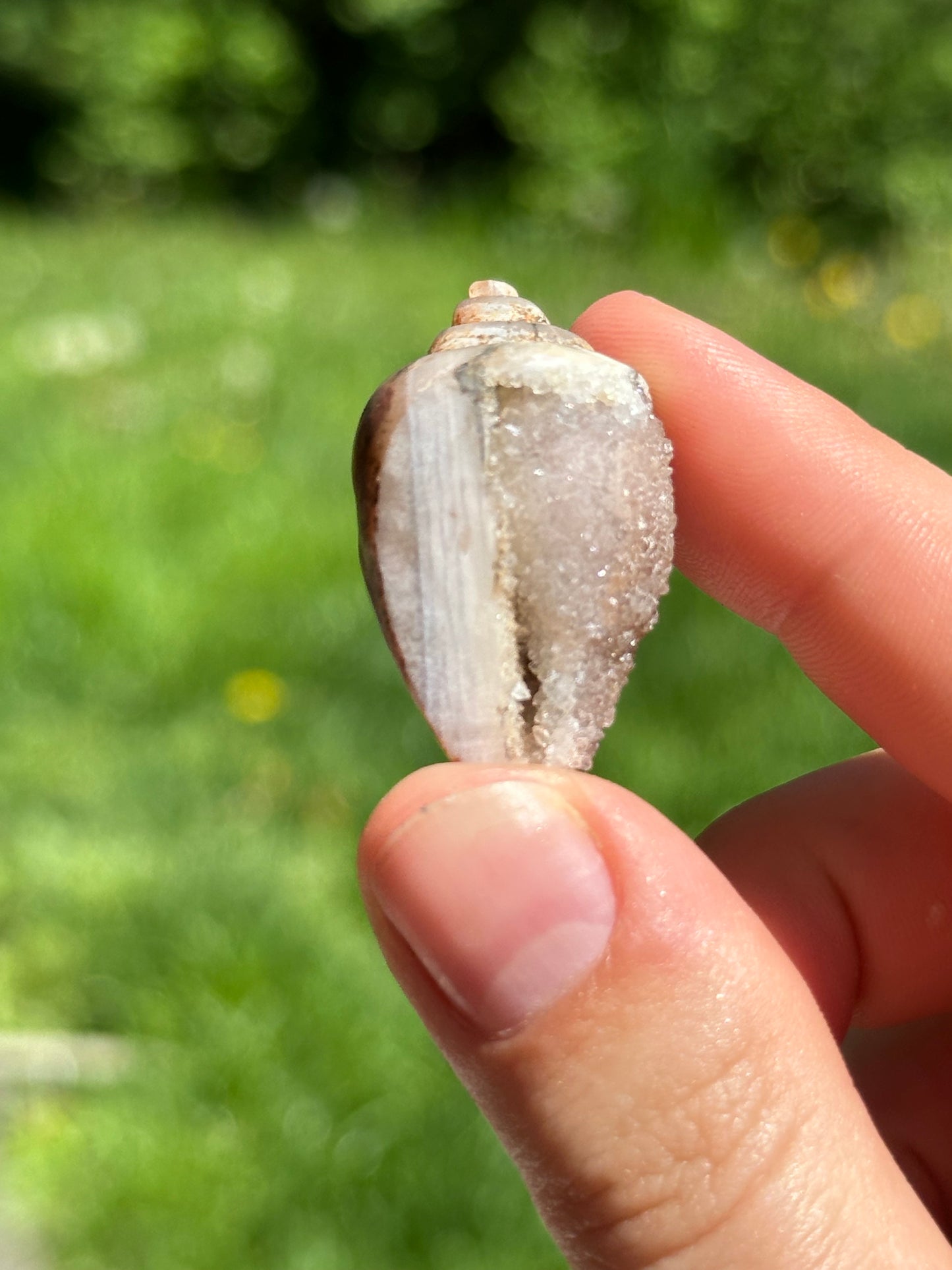 Crystallized shell | India