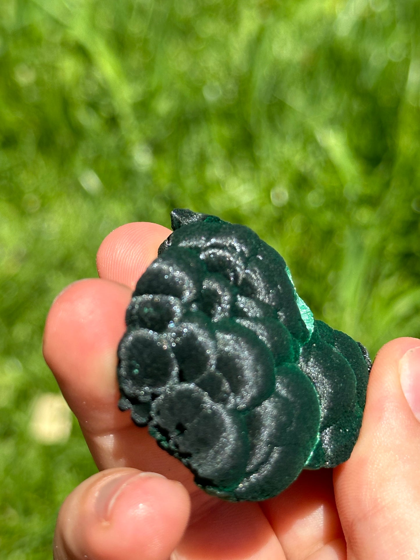 Velvet malachite