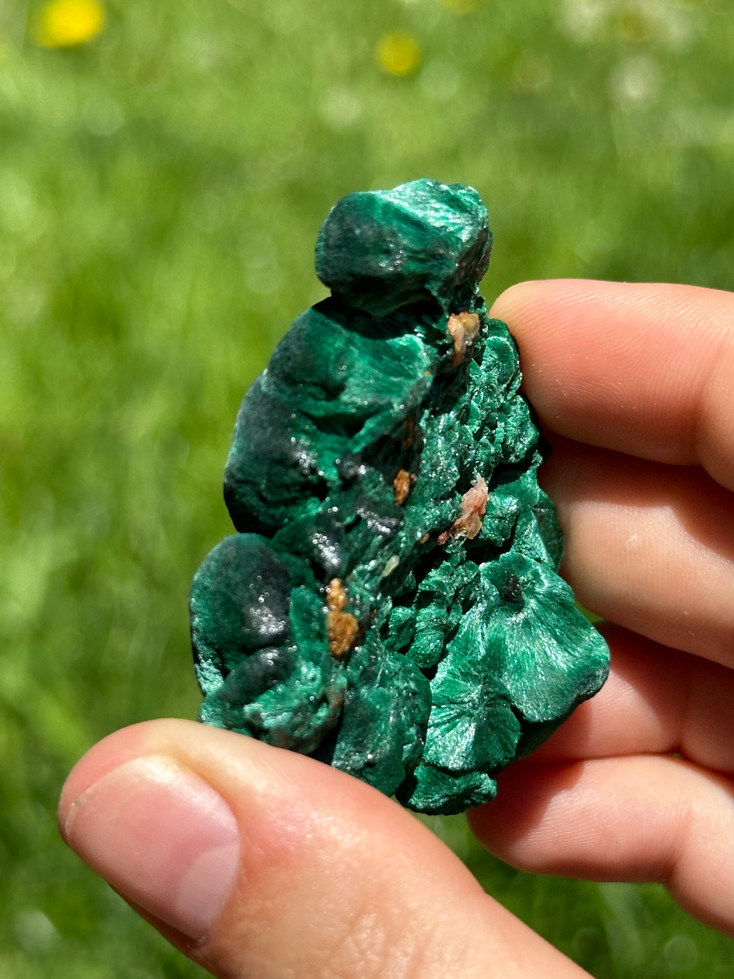 Velvet malachite