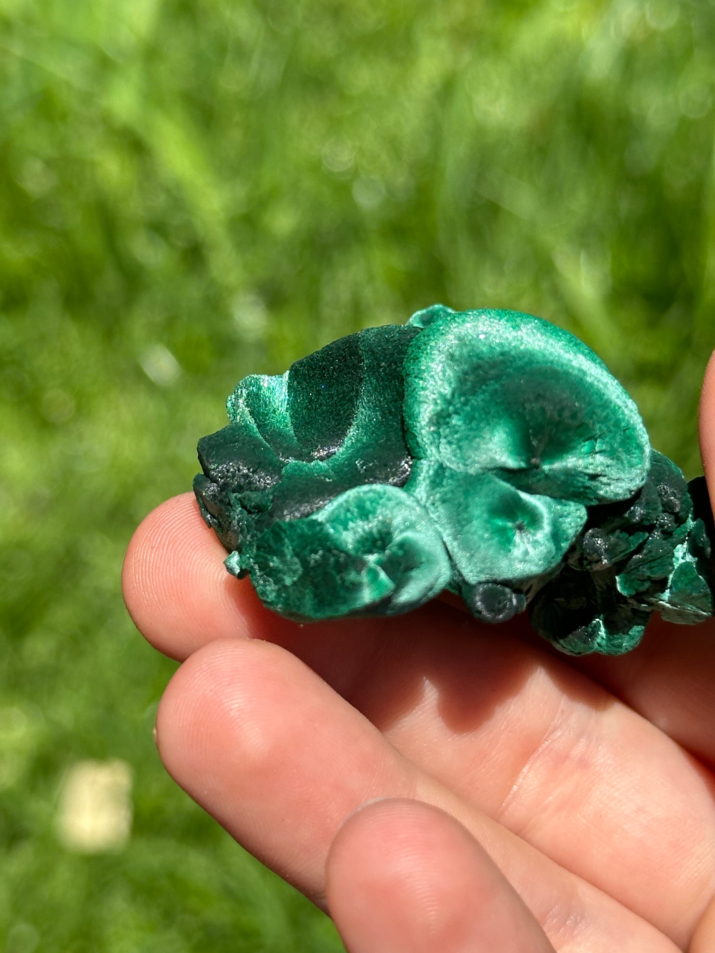 Velvet malachite