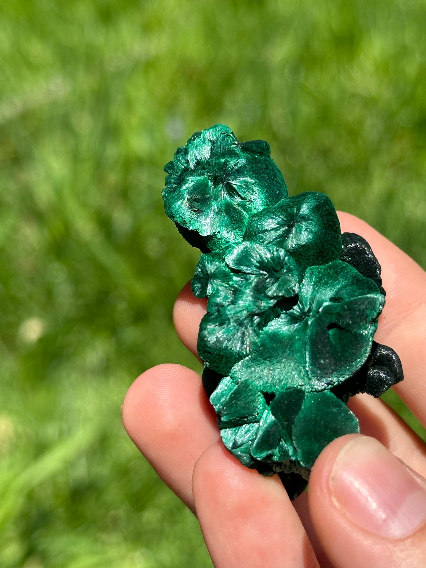 Velvet malachite