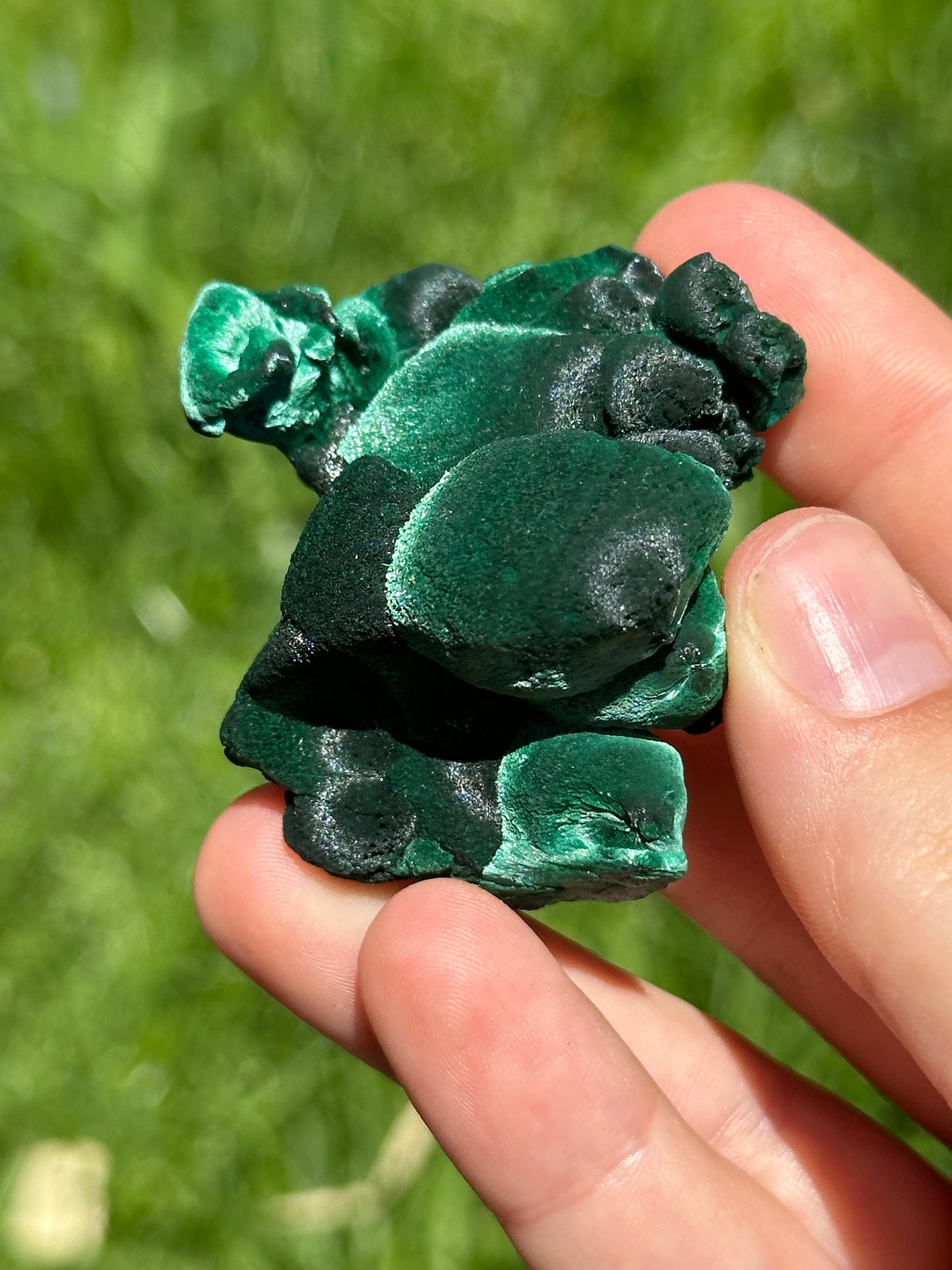 Velvet malachite