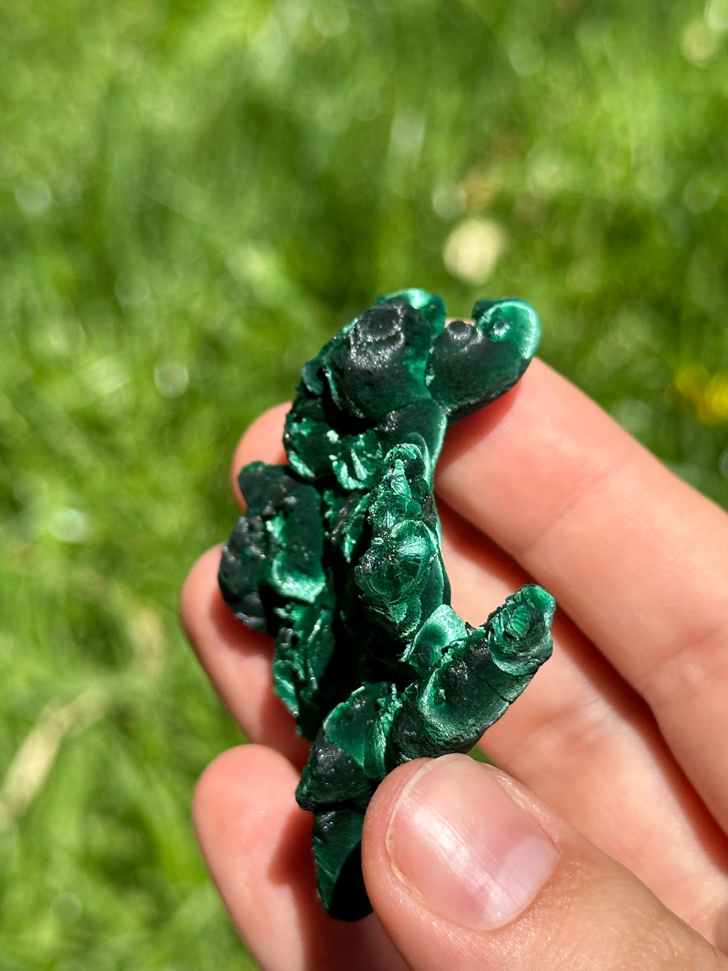 Velvet malachite