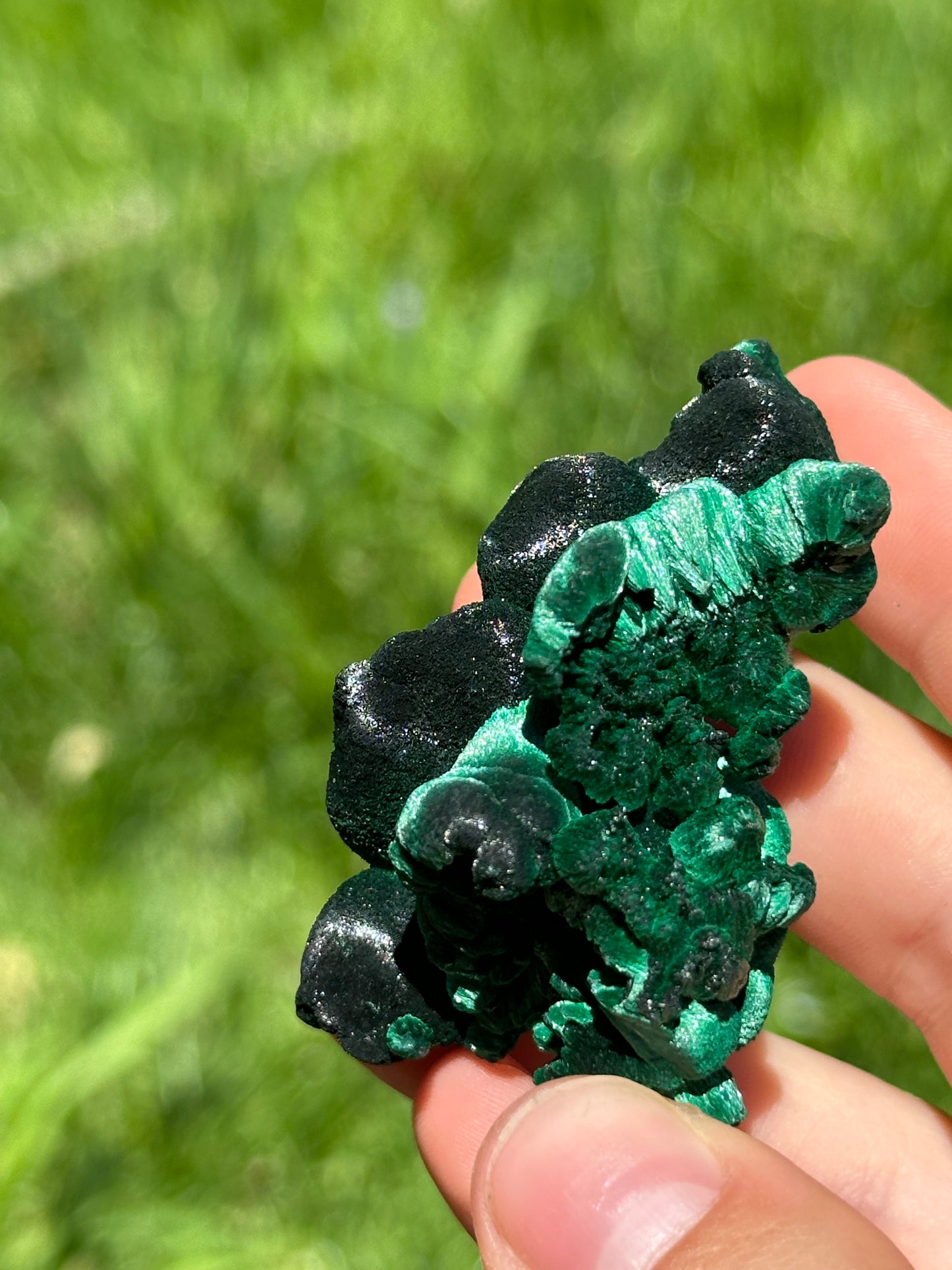 Velvet malachite