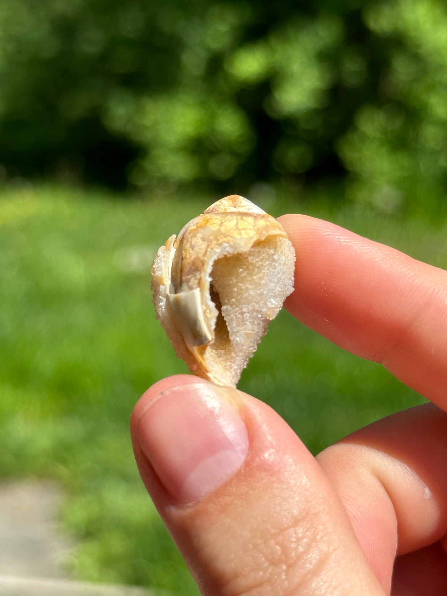 Crystallized shell | India