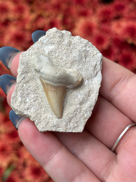 Shark Tooth