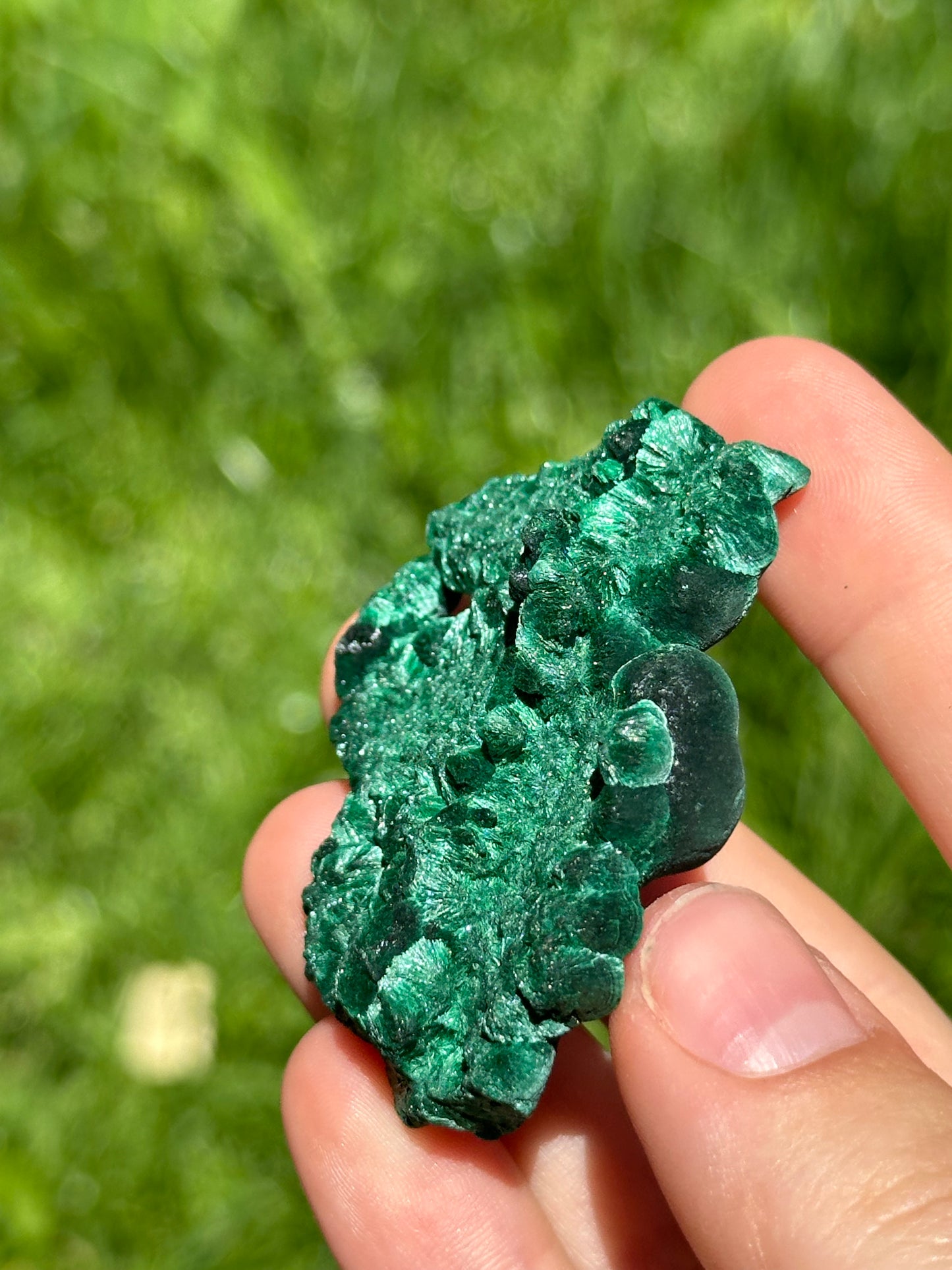 Velvet malachite