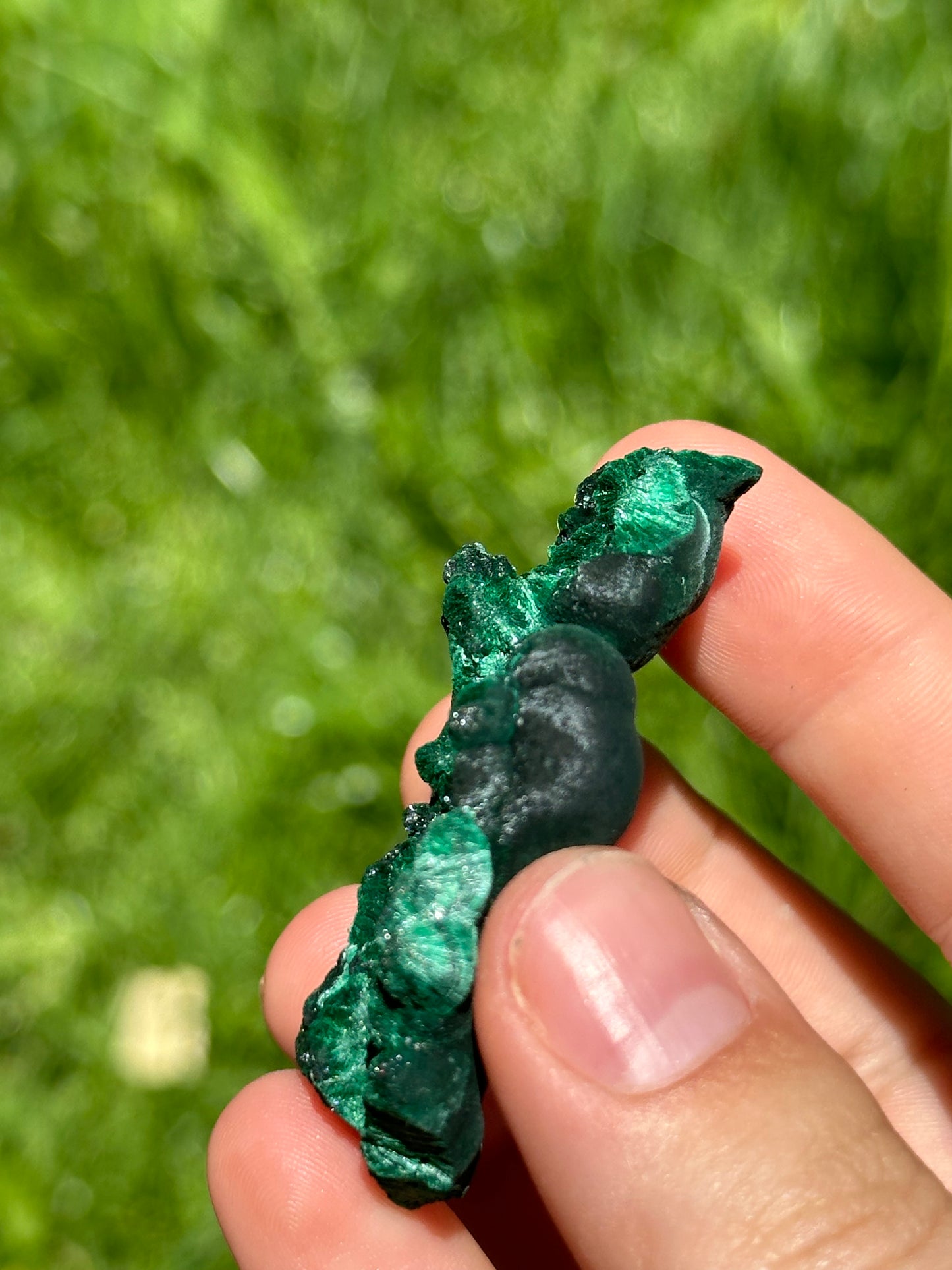 Velvet malachite