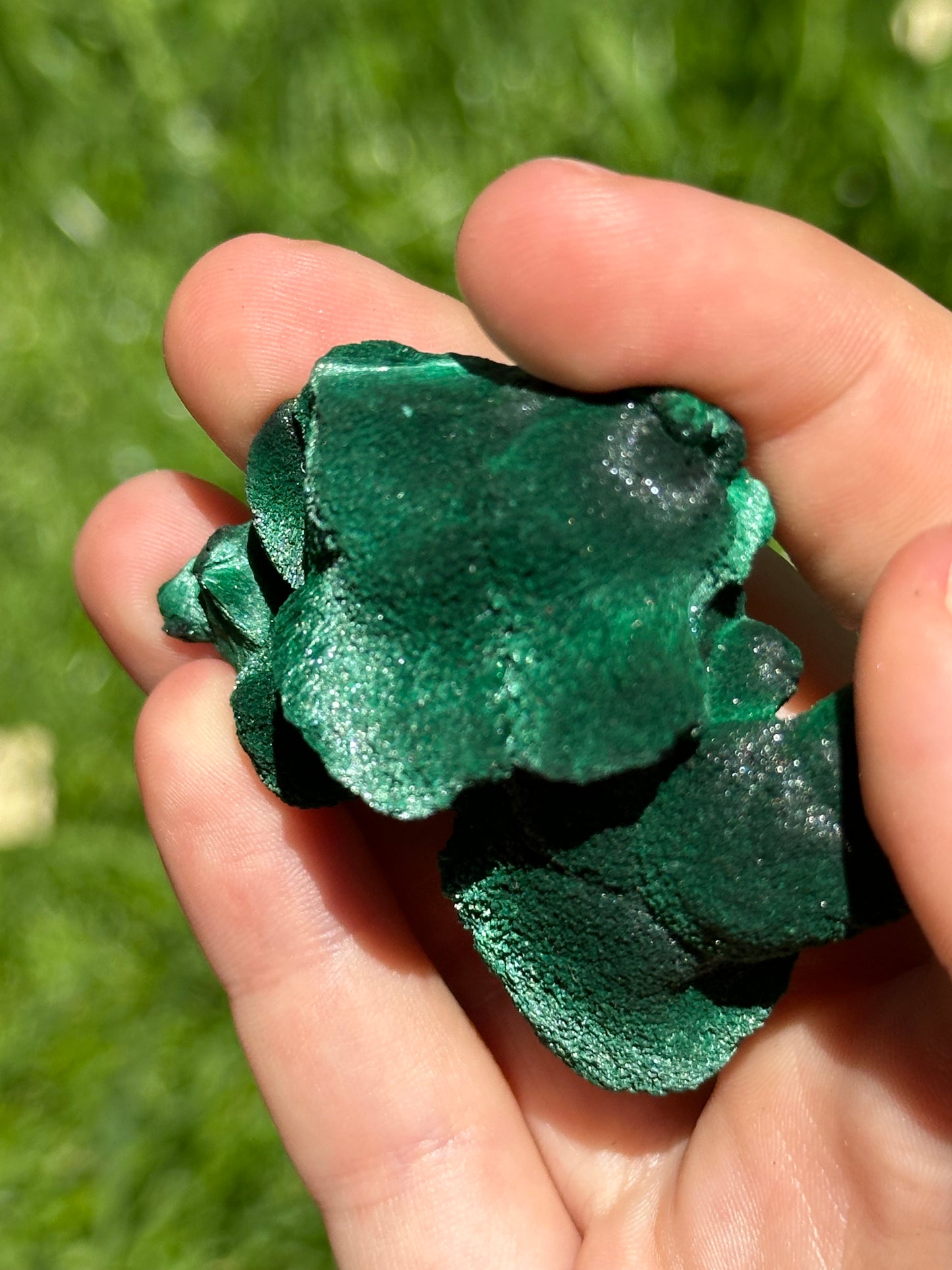 Velvet malachite