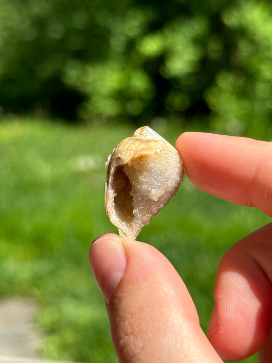 Crystallized shell | India