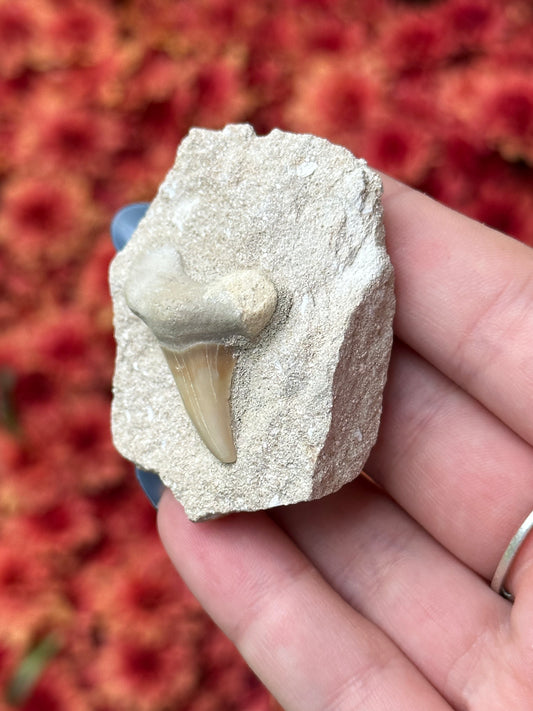 Shark Tooth