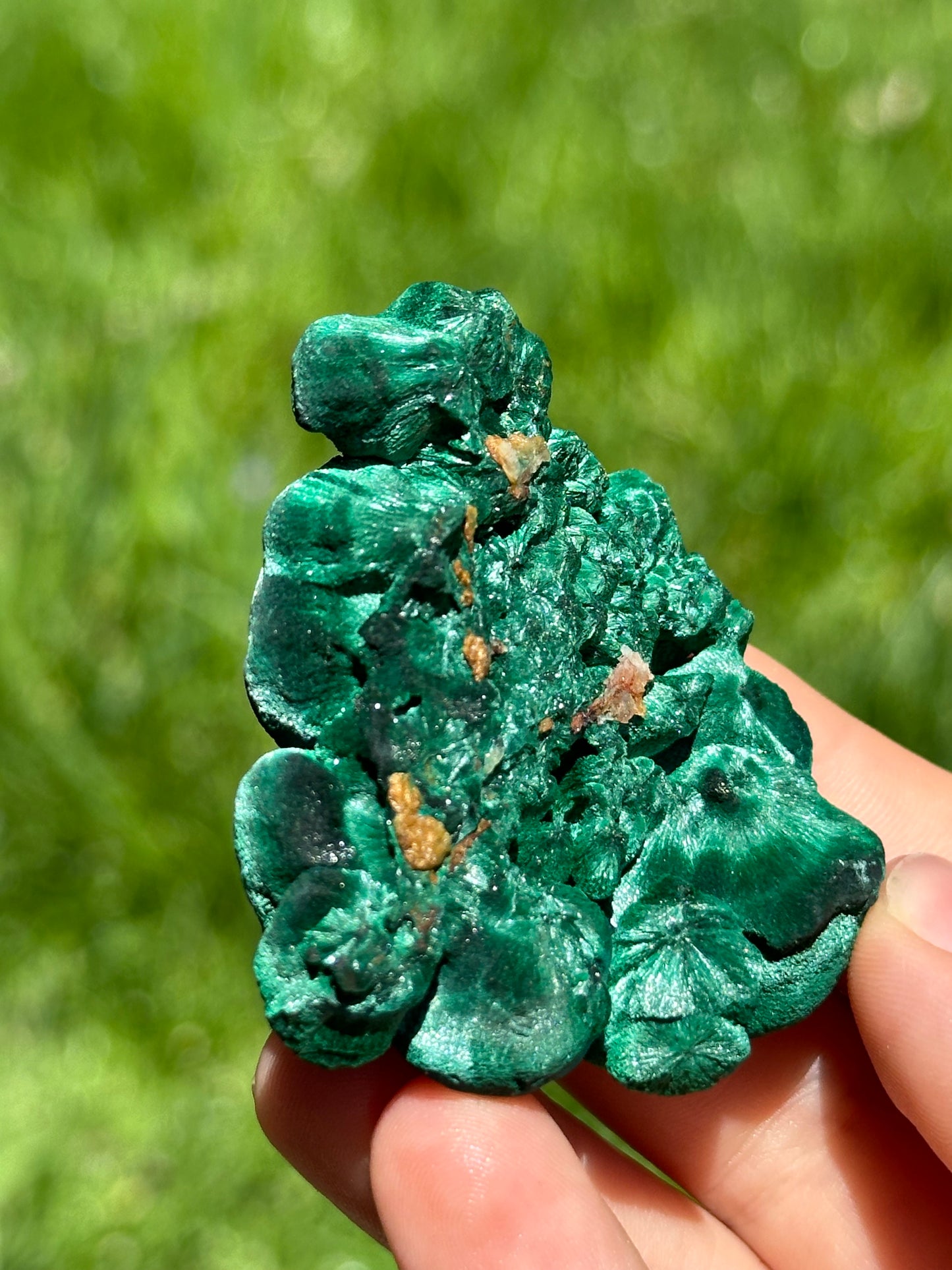 Velvet malachite