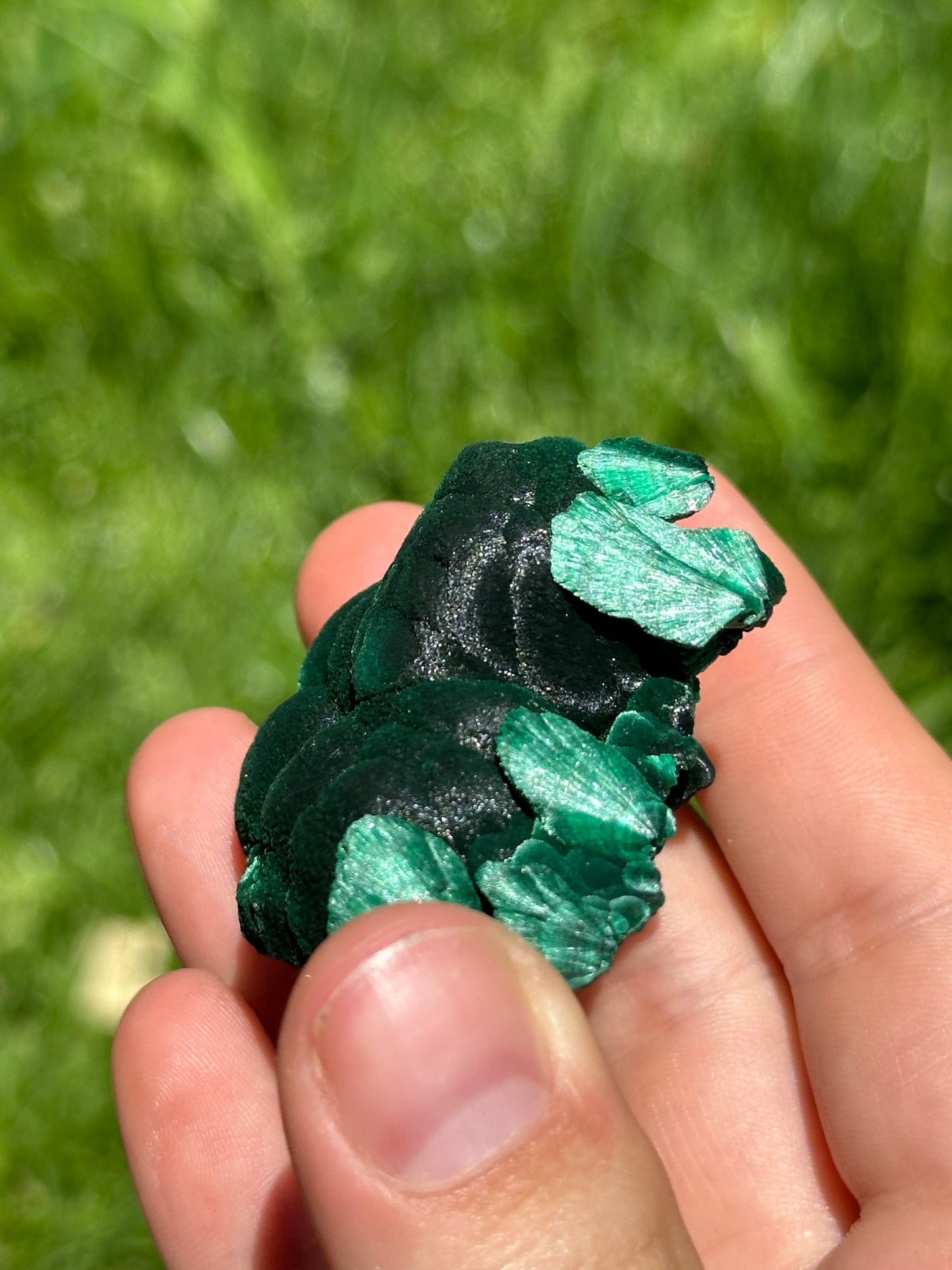 Velvet malachite