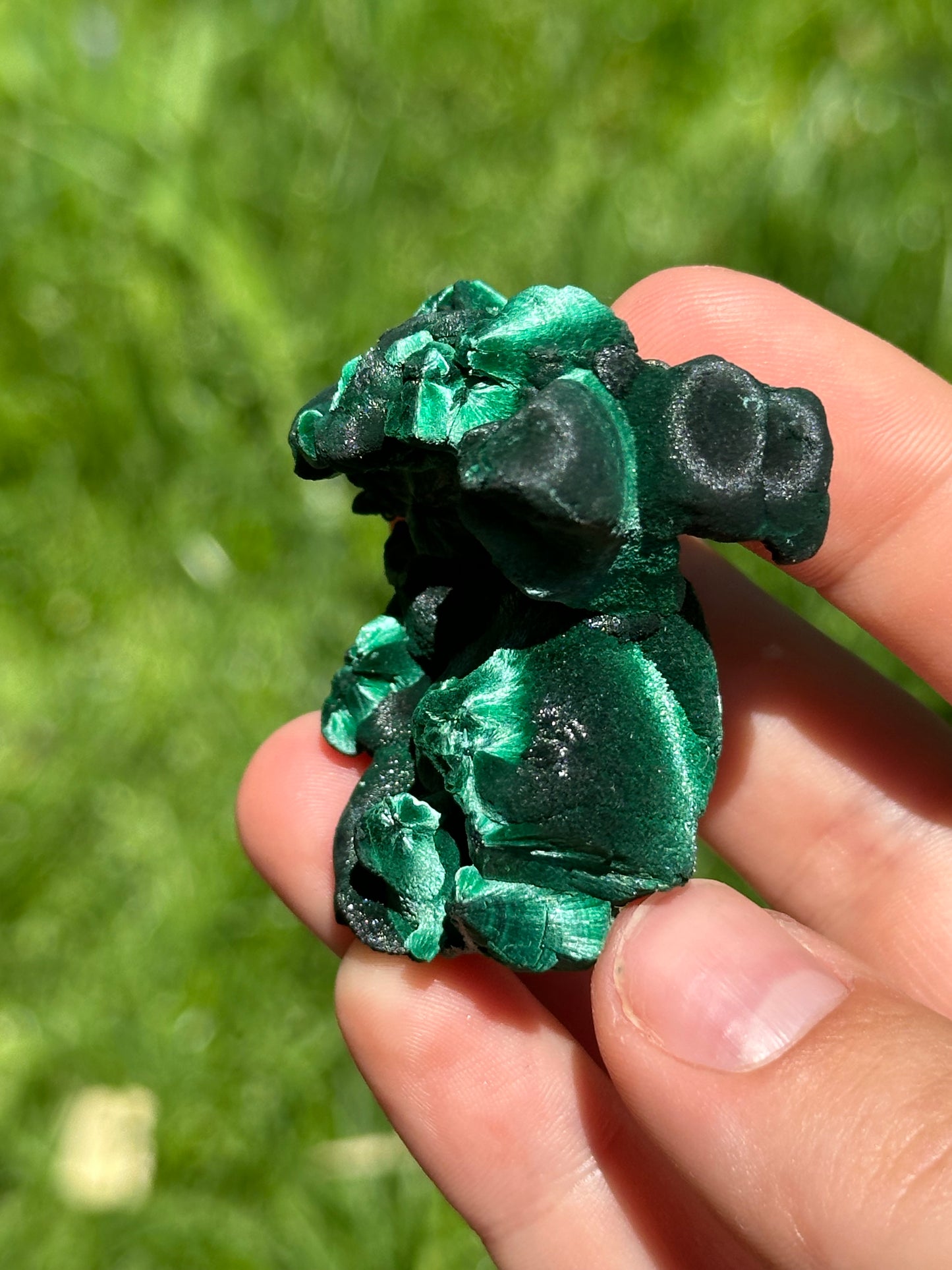 Velvet malachite