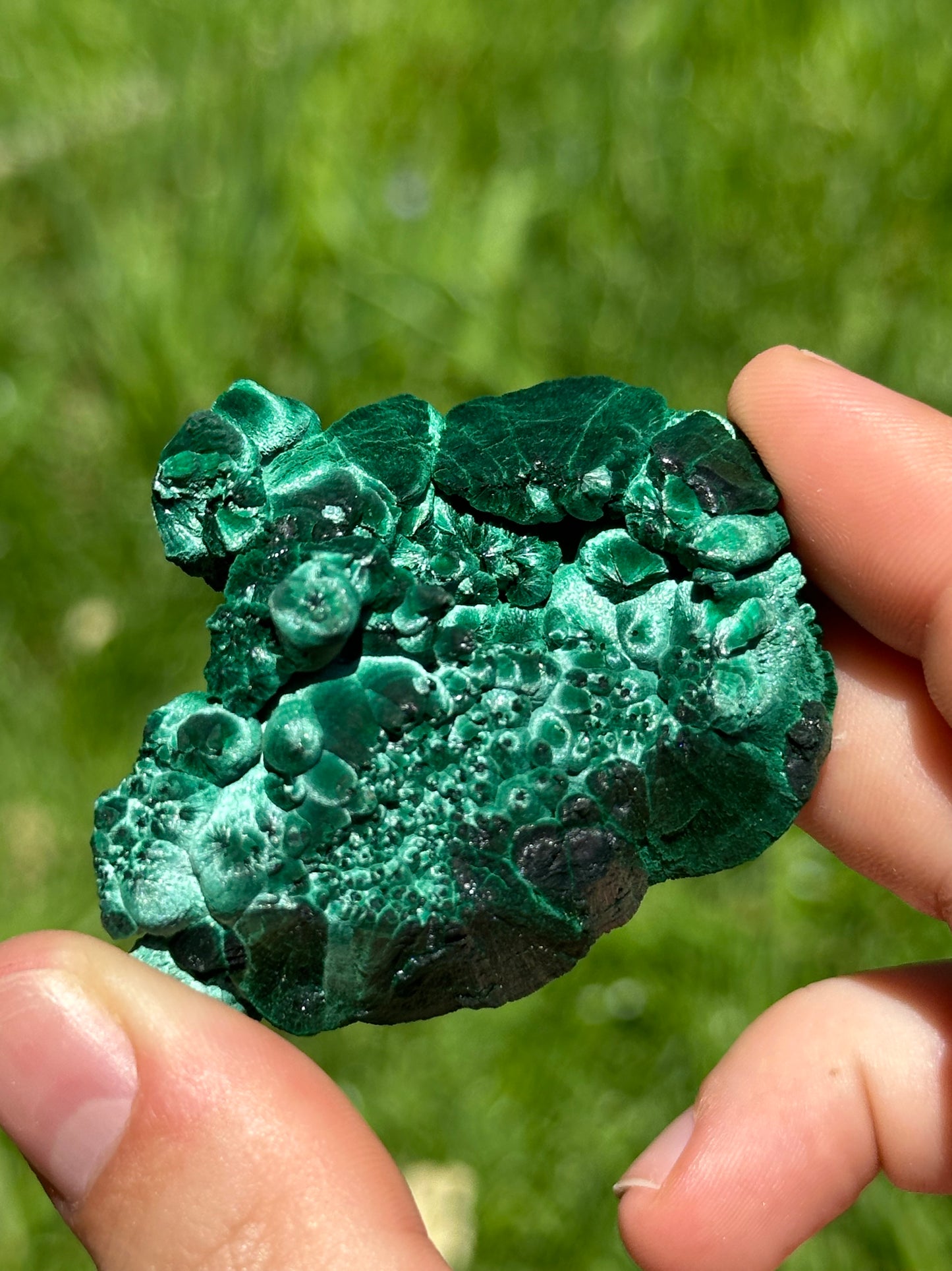 Velvet malachite