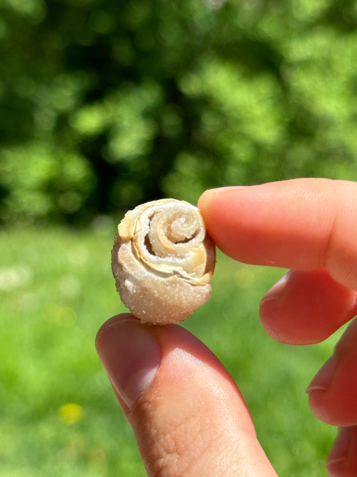 Crystallized shell | India