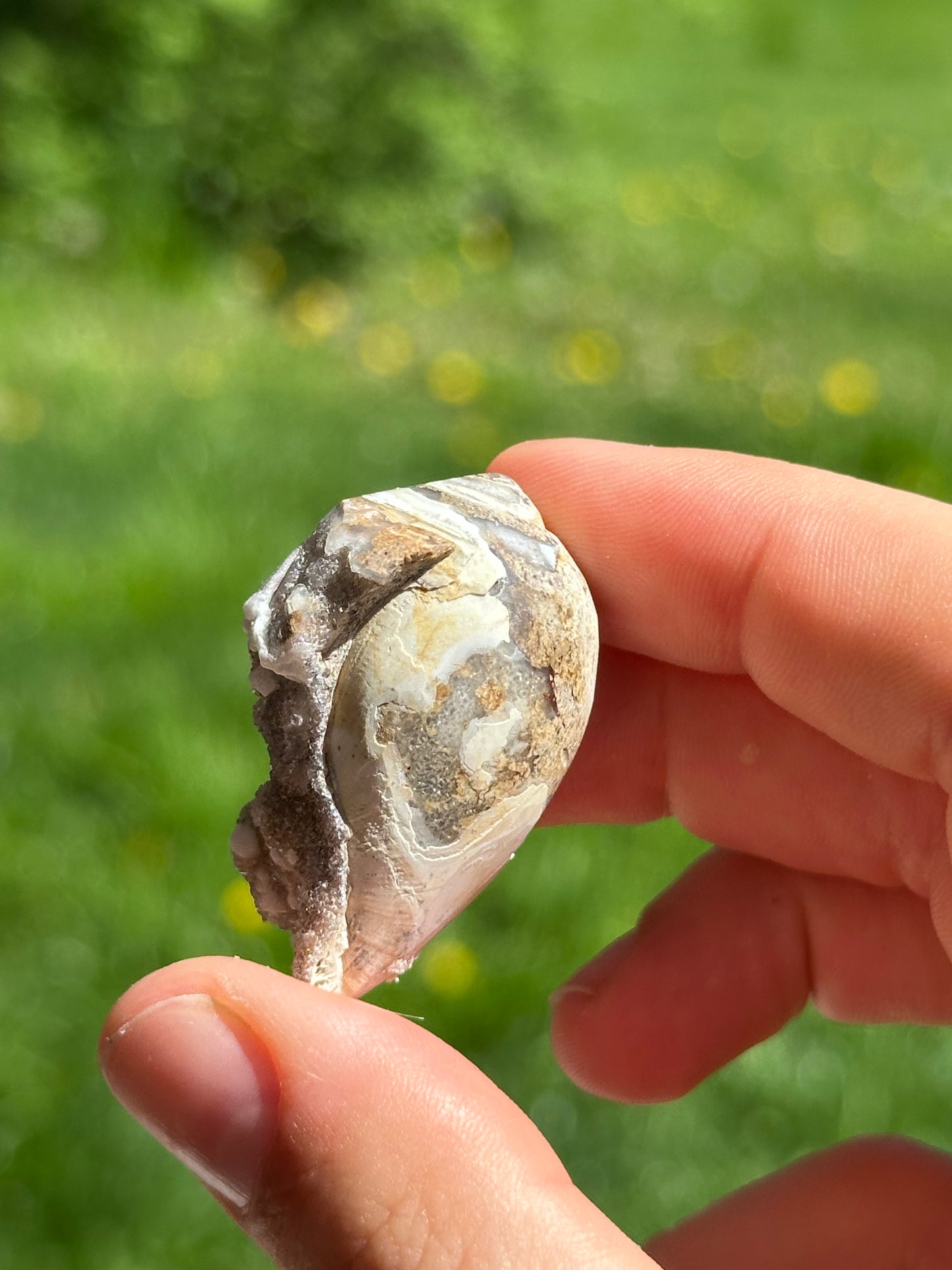 Crystallized shell | India