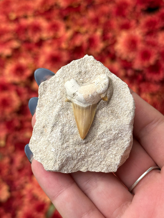 Shark Tooth