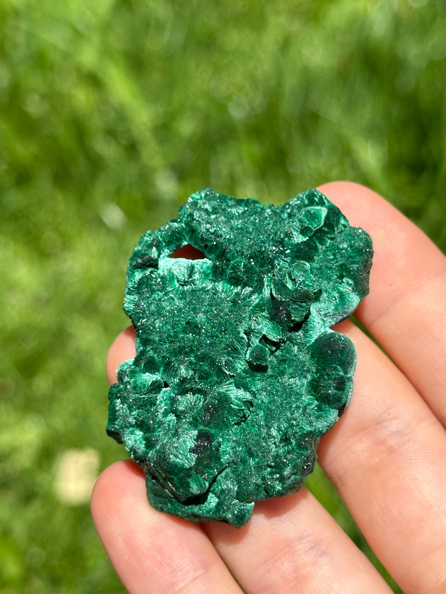 Velvet malachite